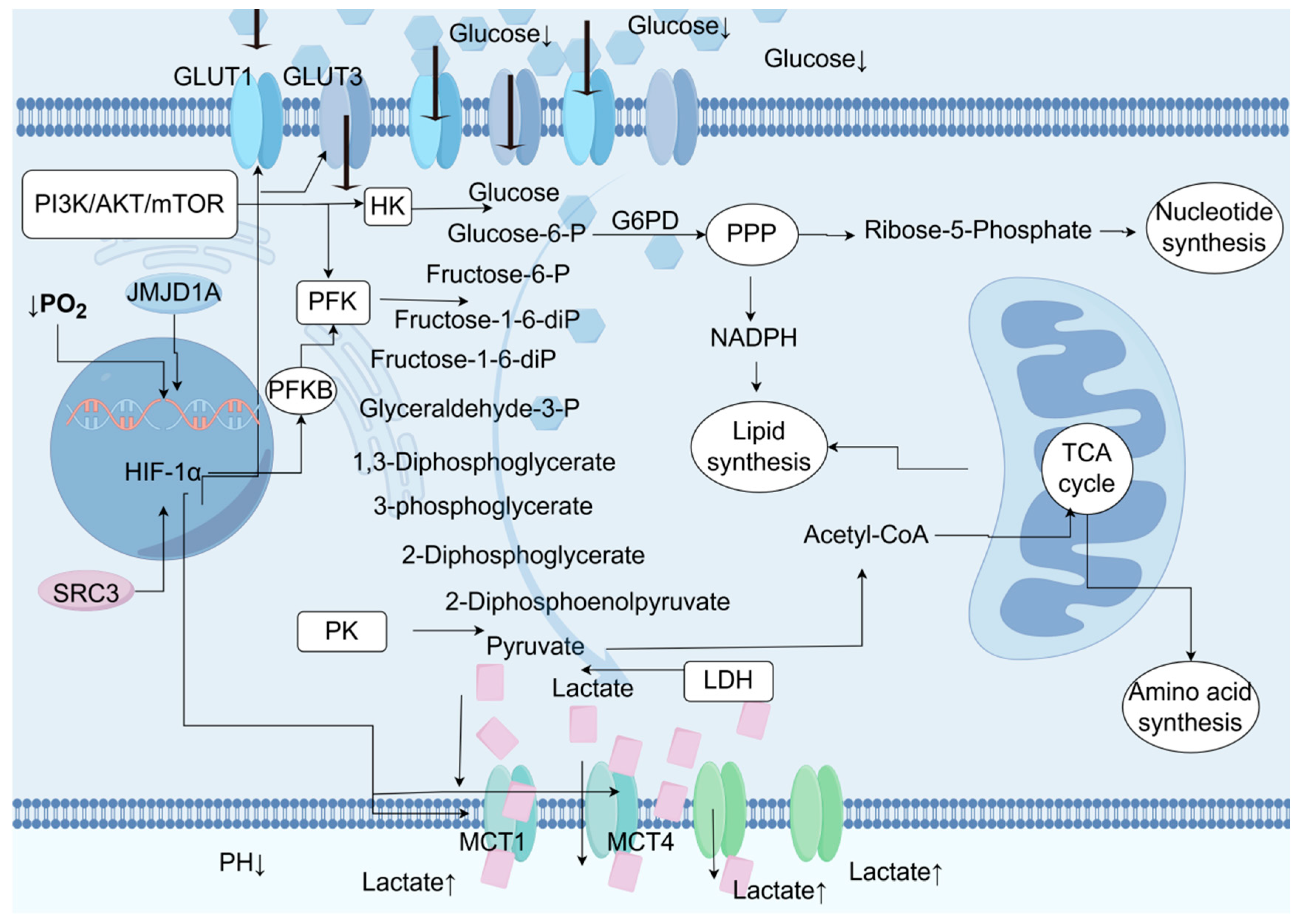 Biomedicines 13 01145 g002