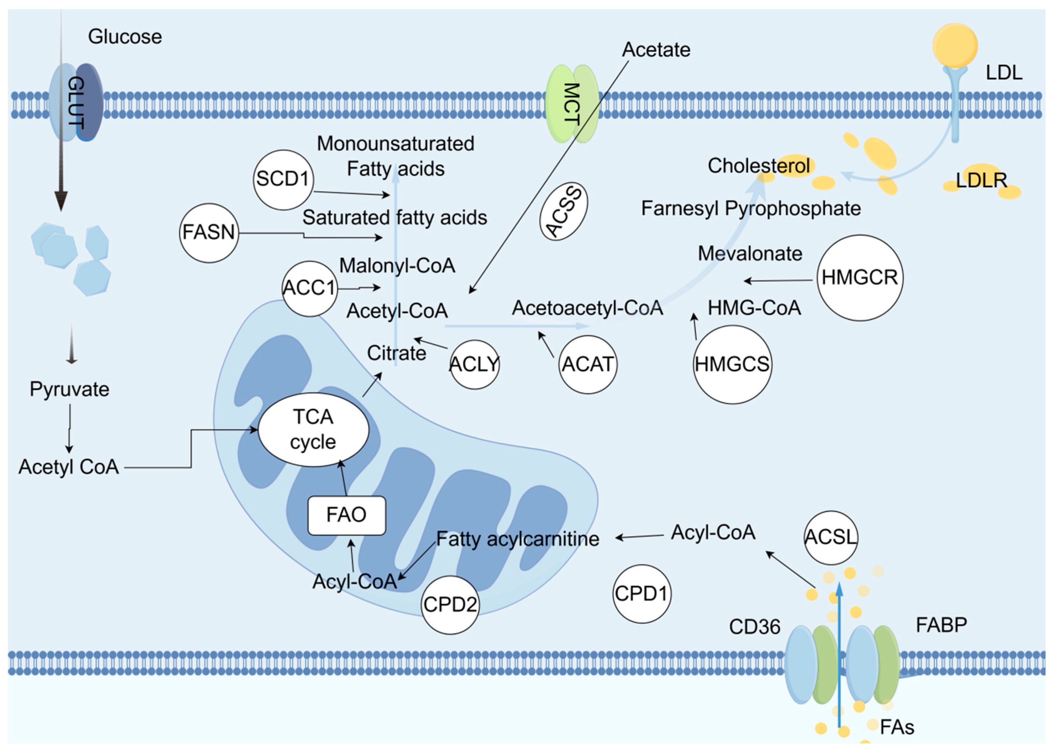 Biomedicines 13 01145 g004
