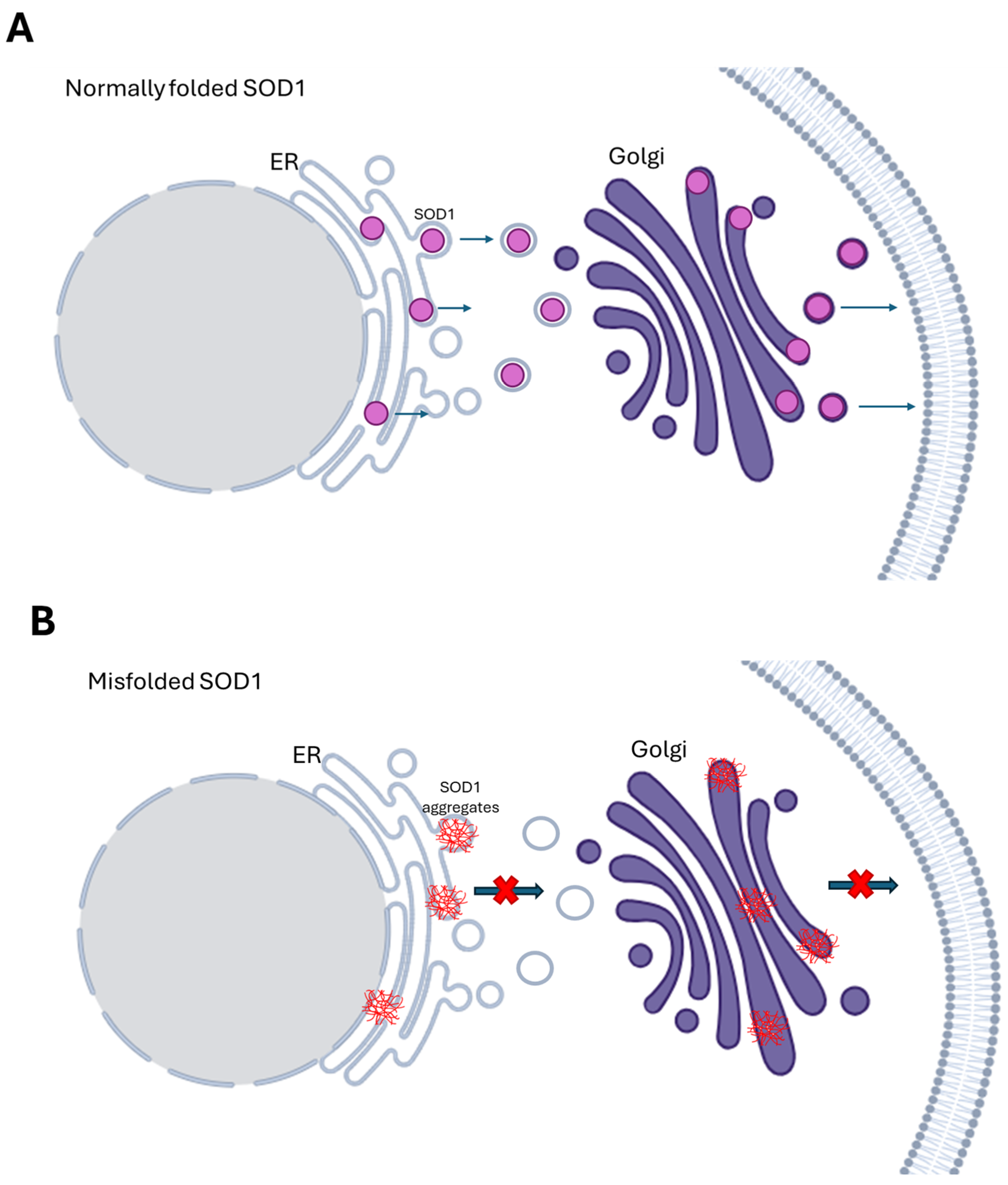 Biomedicines 13 01146 g001