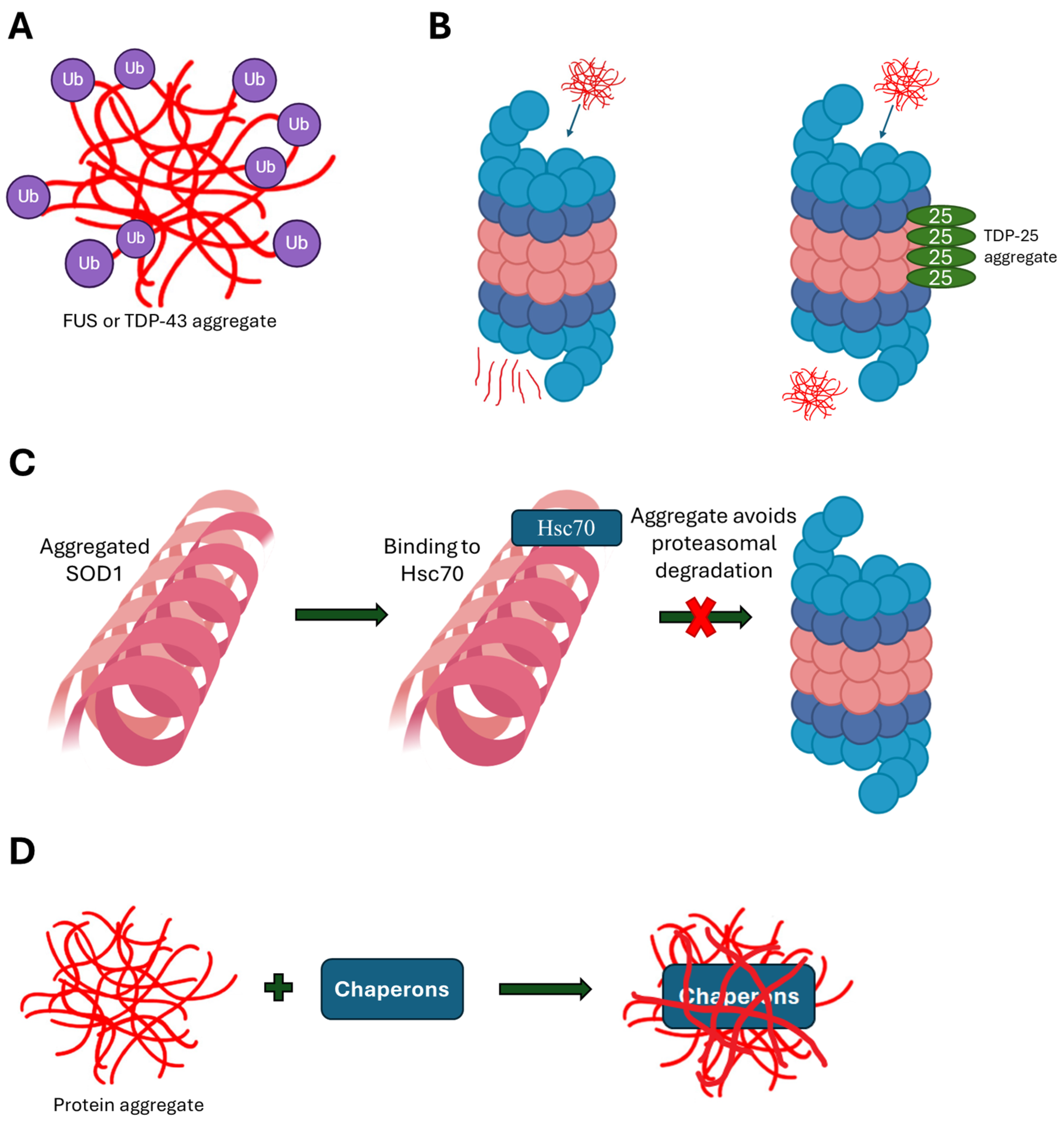 Biomedicines 13 01146 g002