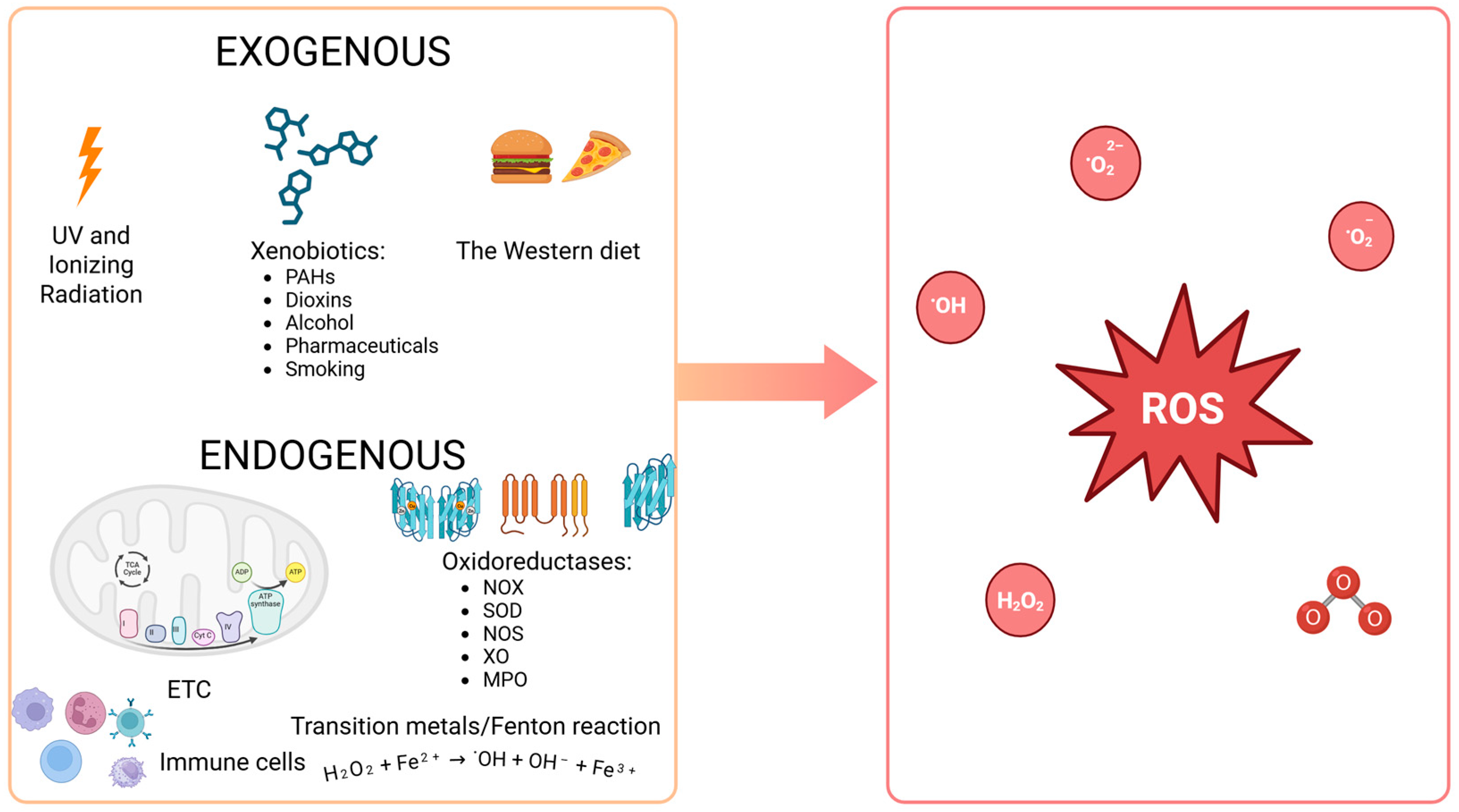 Biomedicines 13 01149 g002