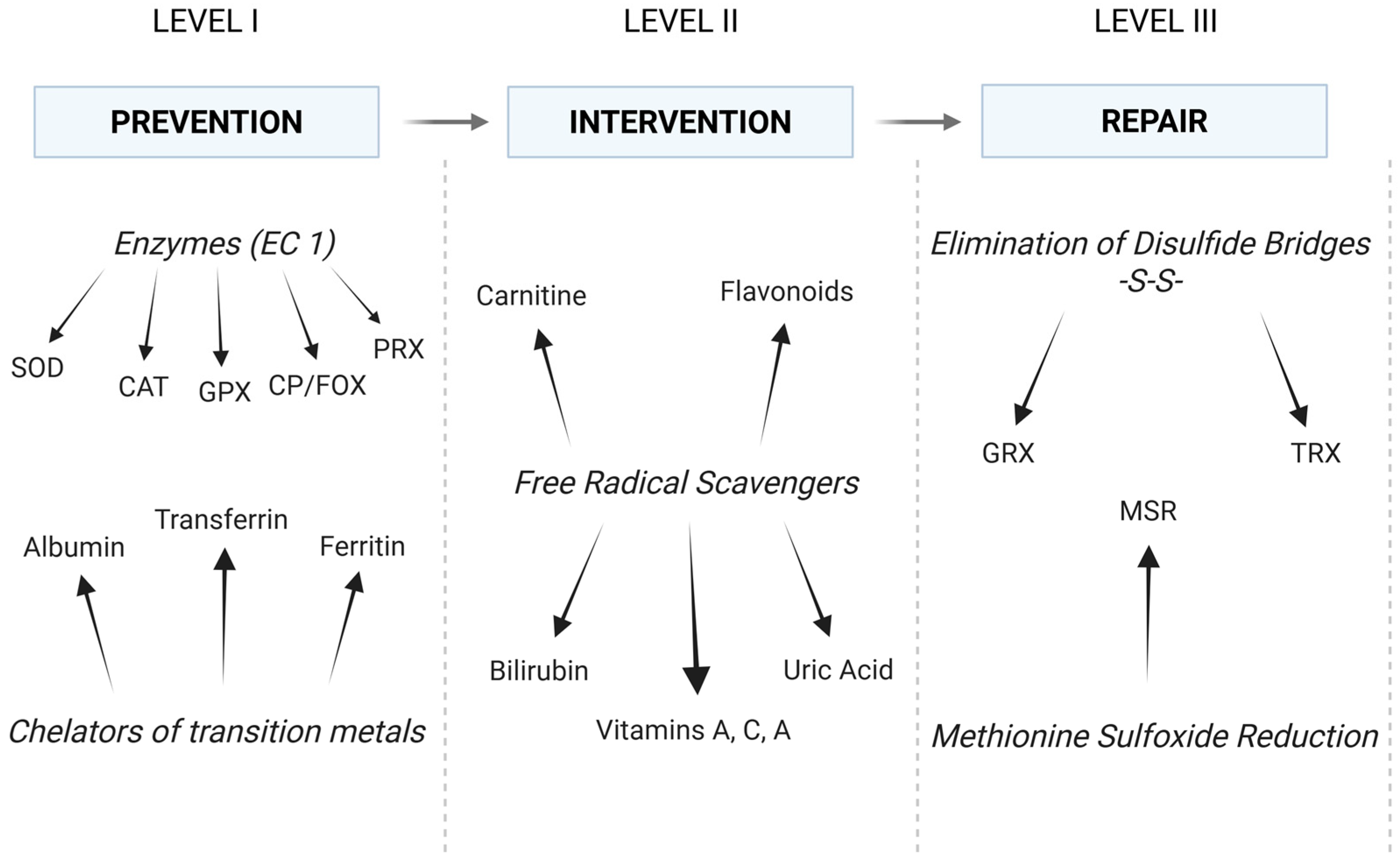 Biomedicines 13 01149 g003