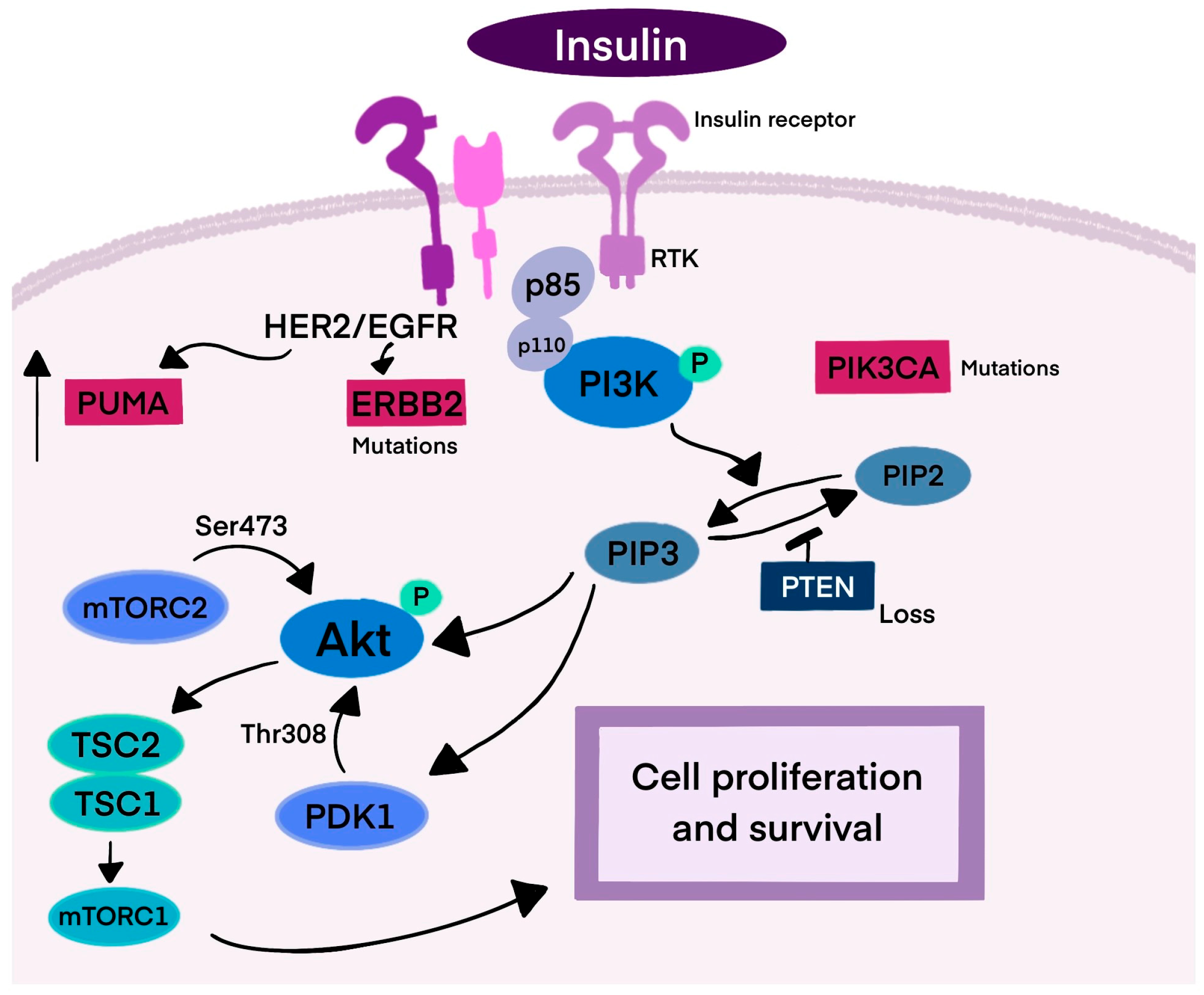 Biomedicines 13 01153 g001