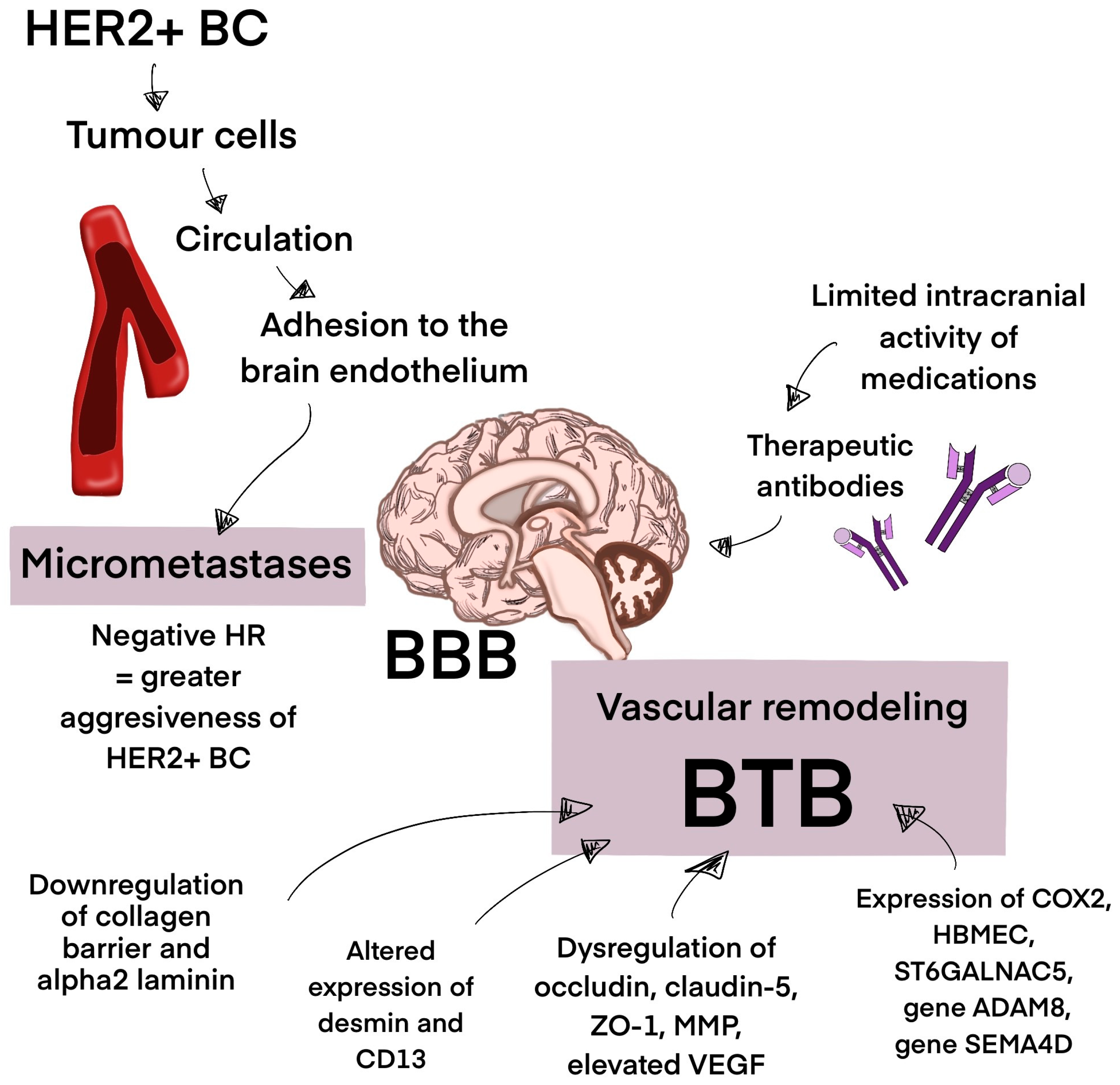 Biomedicines 13 01153 g002