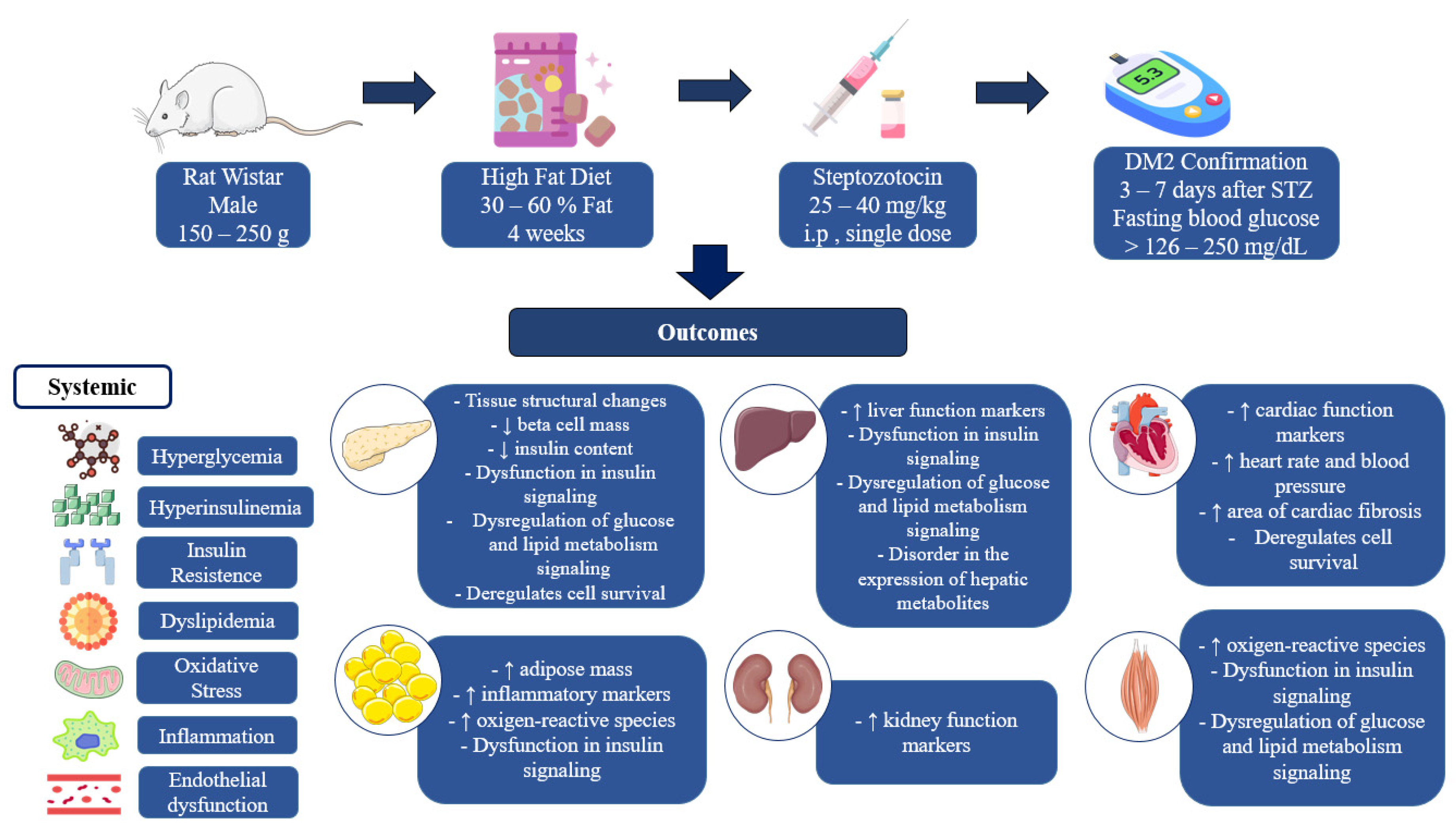 Biomedicines 13 01158 g002