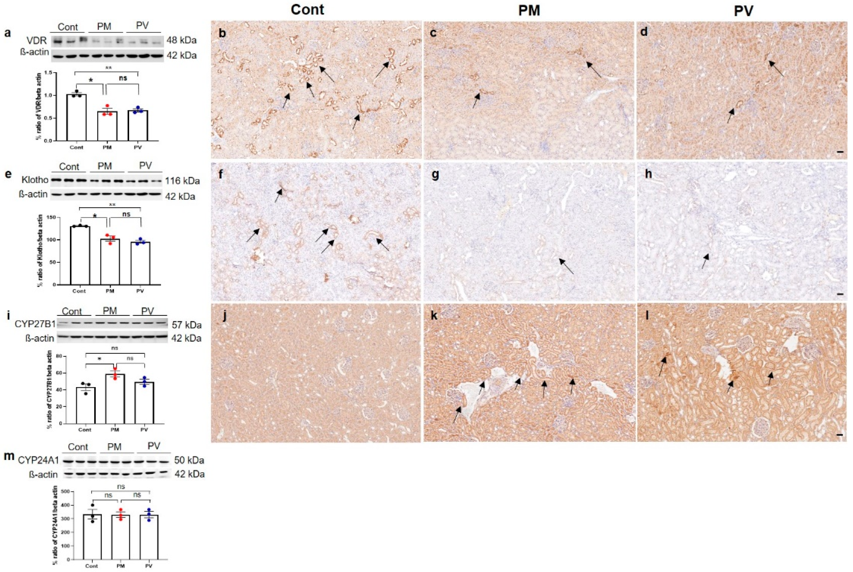 Biomedicines 13 01166 g004 Biomedicines 13 01166 g004