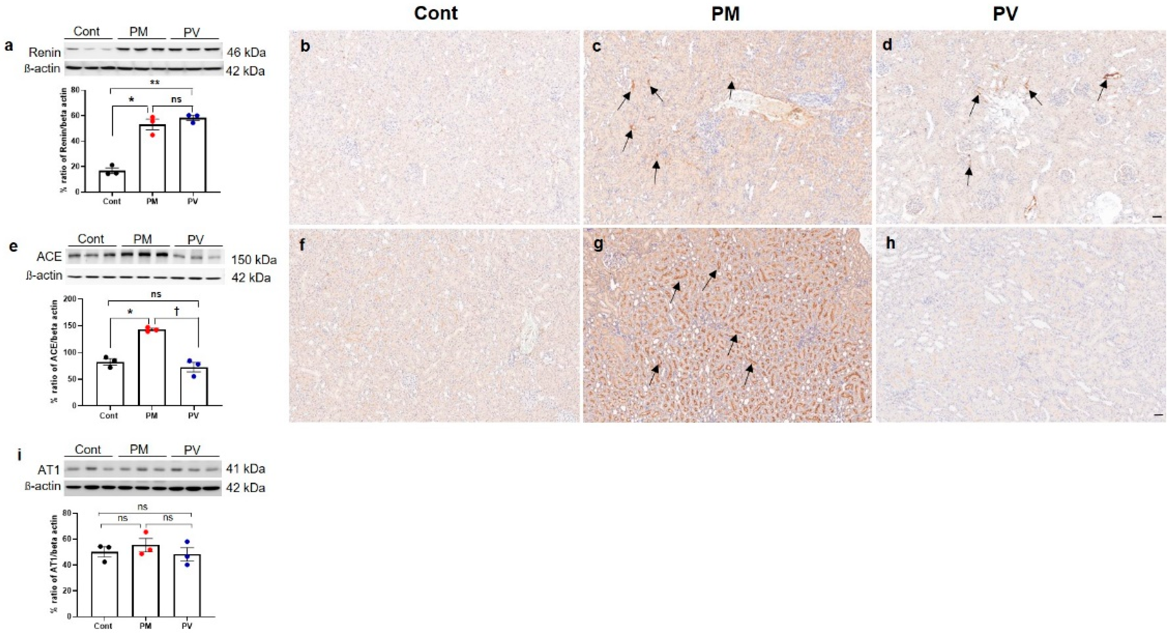 Biomedicines 13 01166 g005 Biomedicines 13 01166 g005