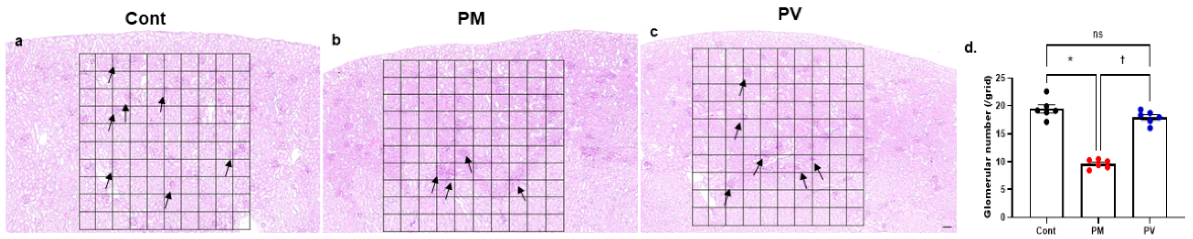 Biomedicines 13 01166 g008 Biomedicines 13 01166 g008