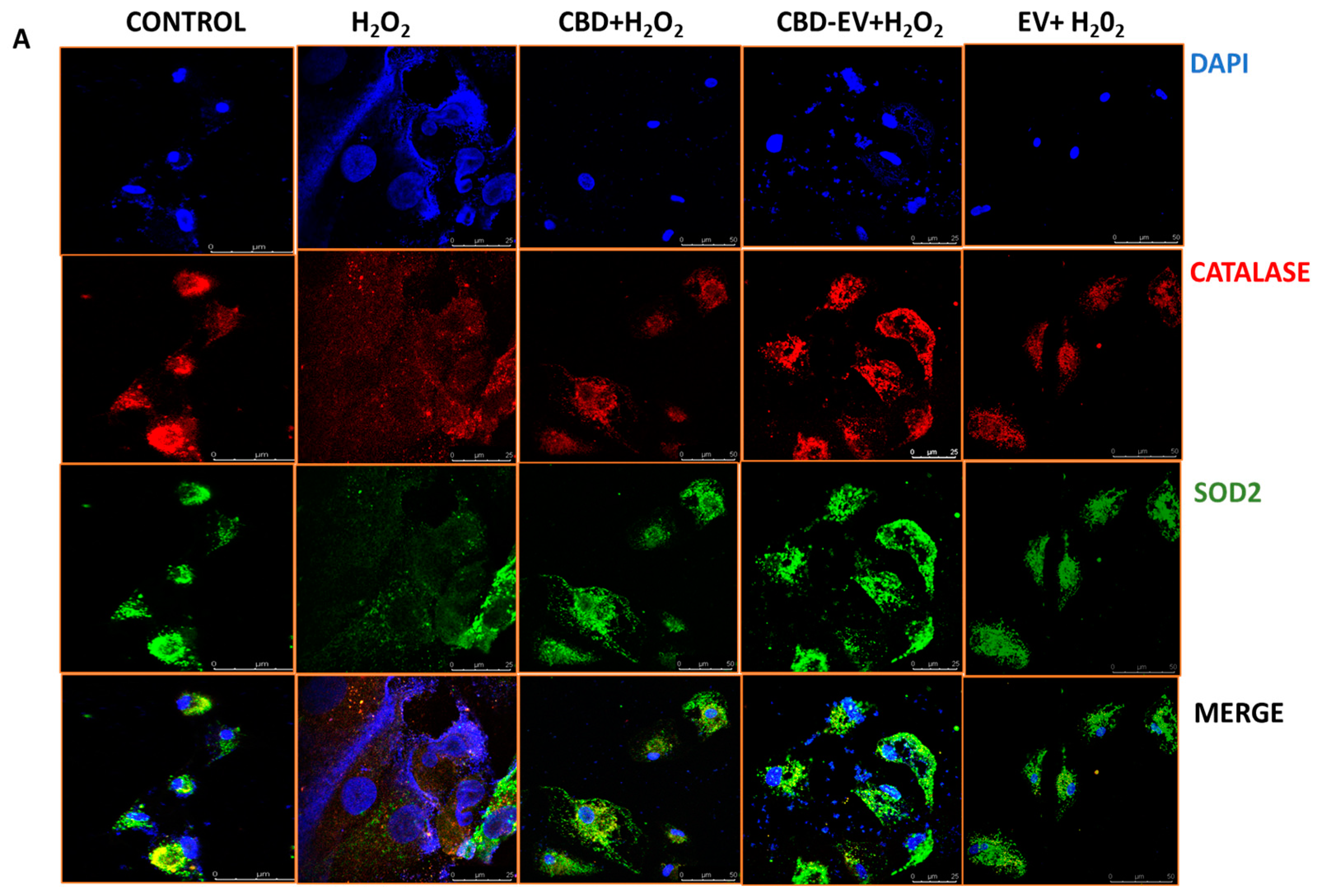 Biomedicines 13 01167 g005a