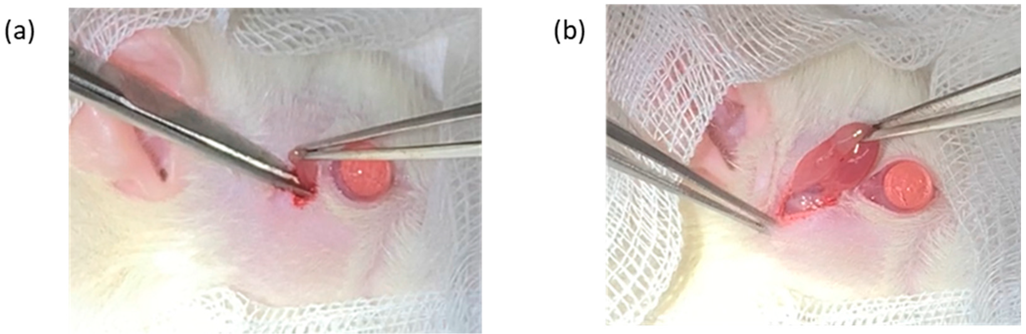 Biomedicines 13 01174 g001