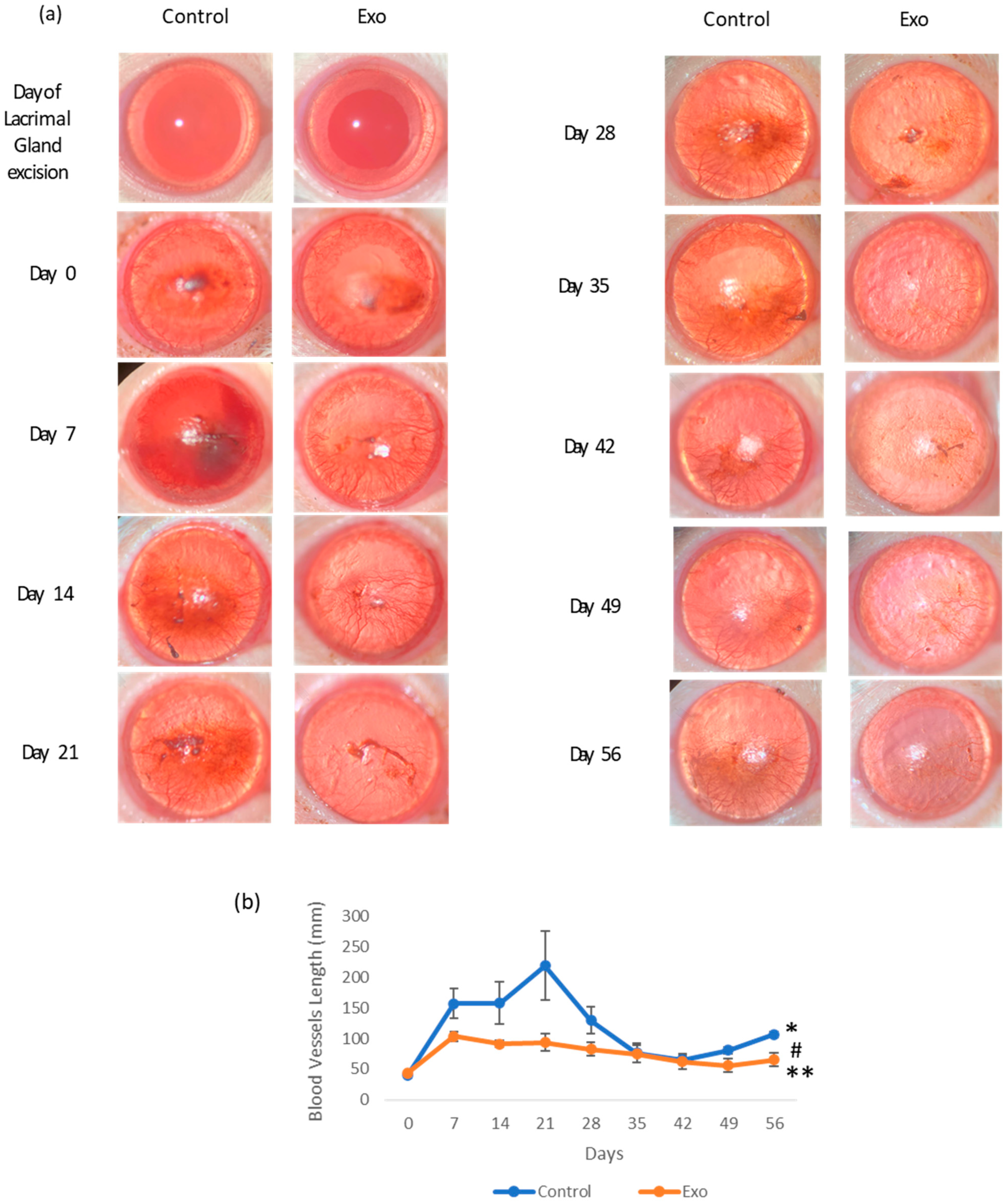 Biomedicines 13 01174 g002