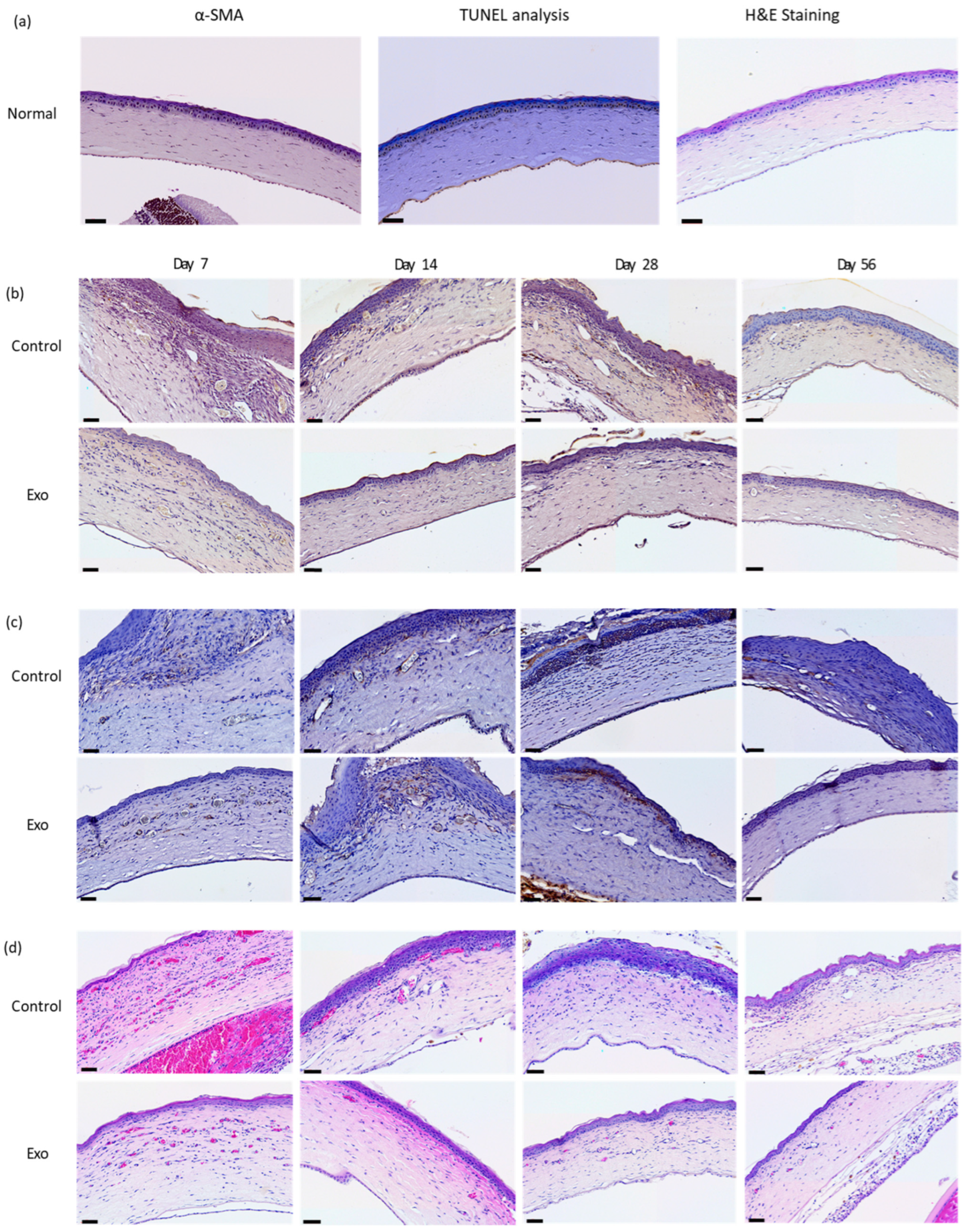 Biomedicines 13 01174 g005