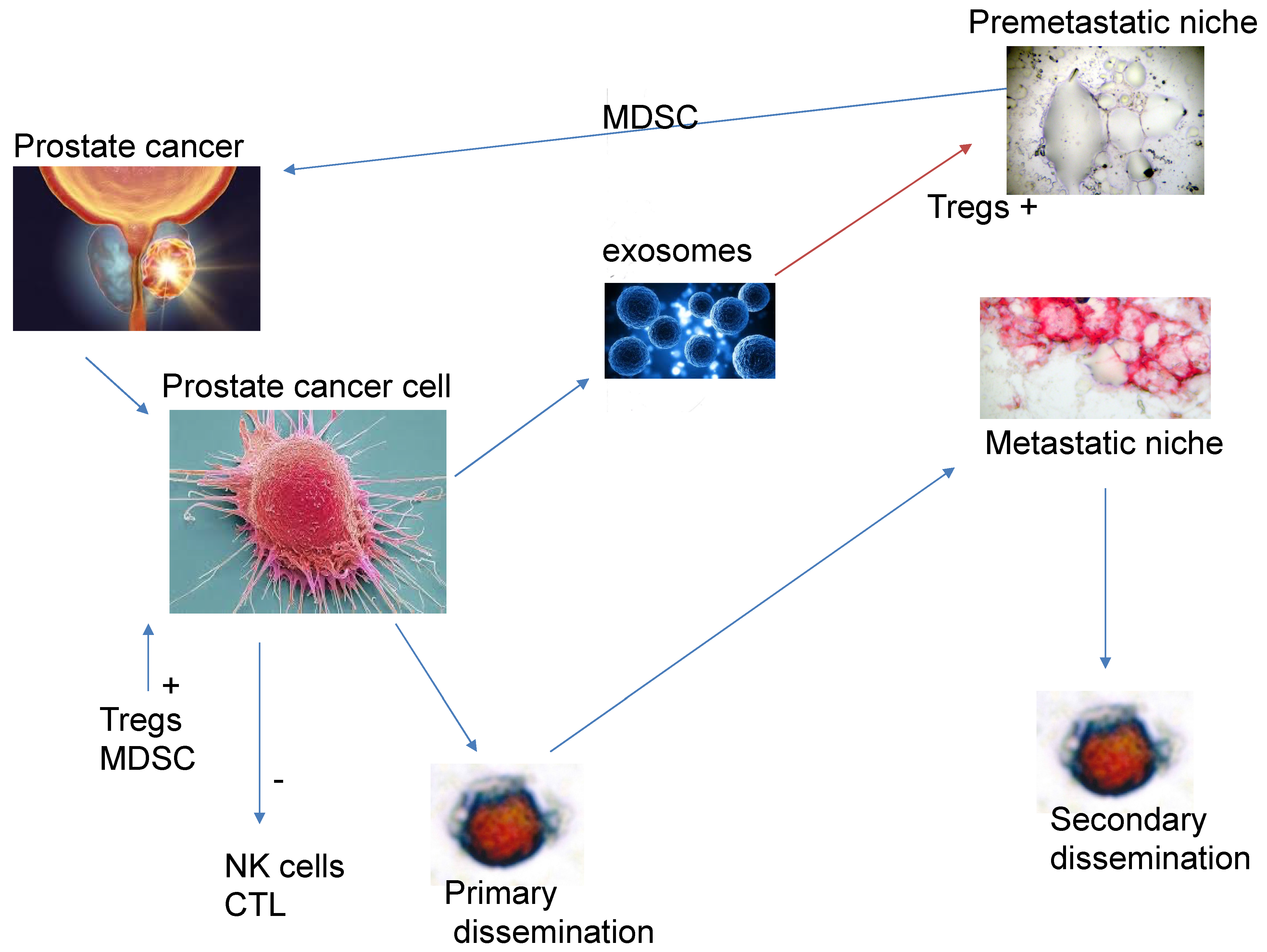 Biomedicines 13 01179 g001