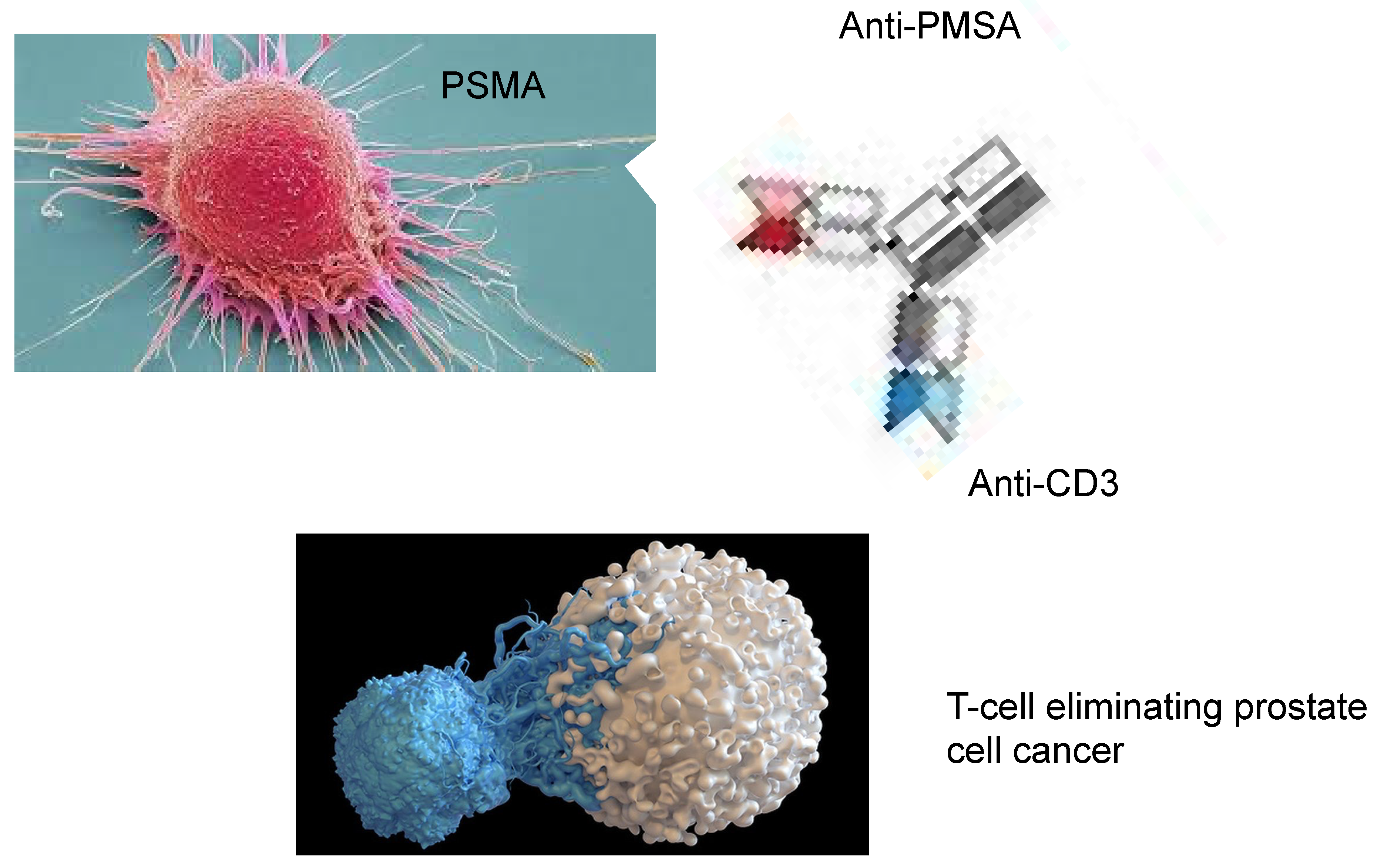 Biomedicines 13 01179 g002