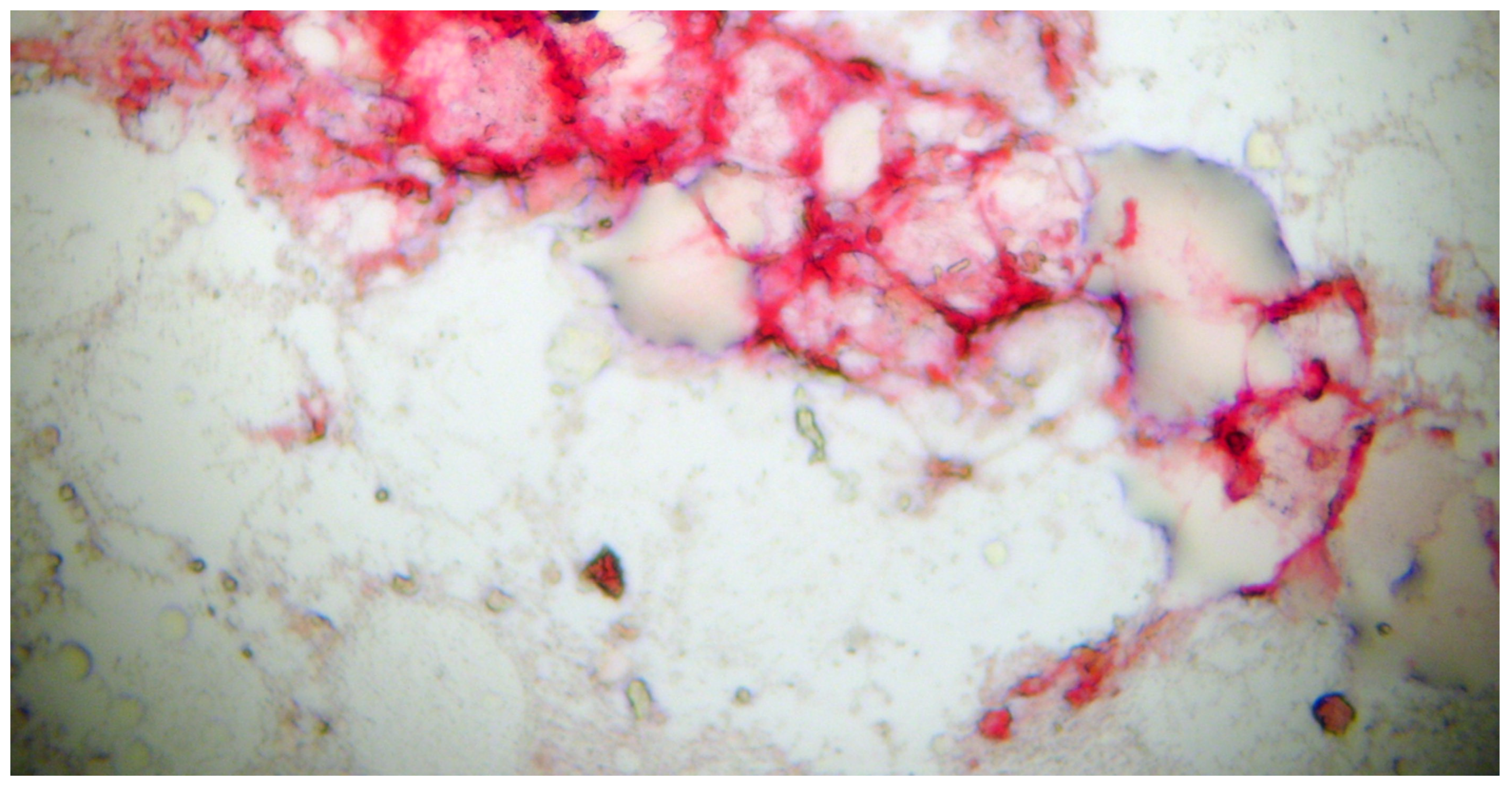 Biomedicines 13 01179 g003