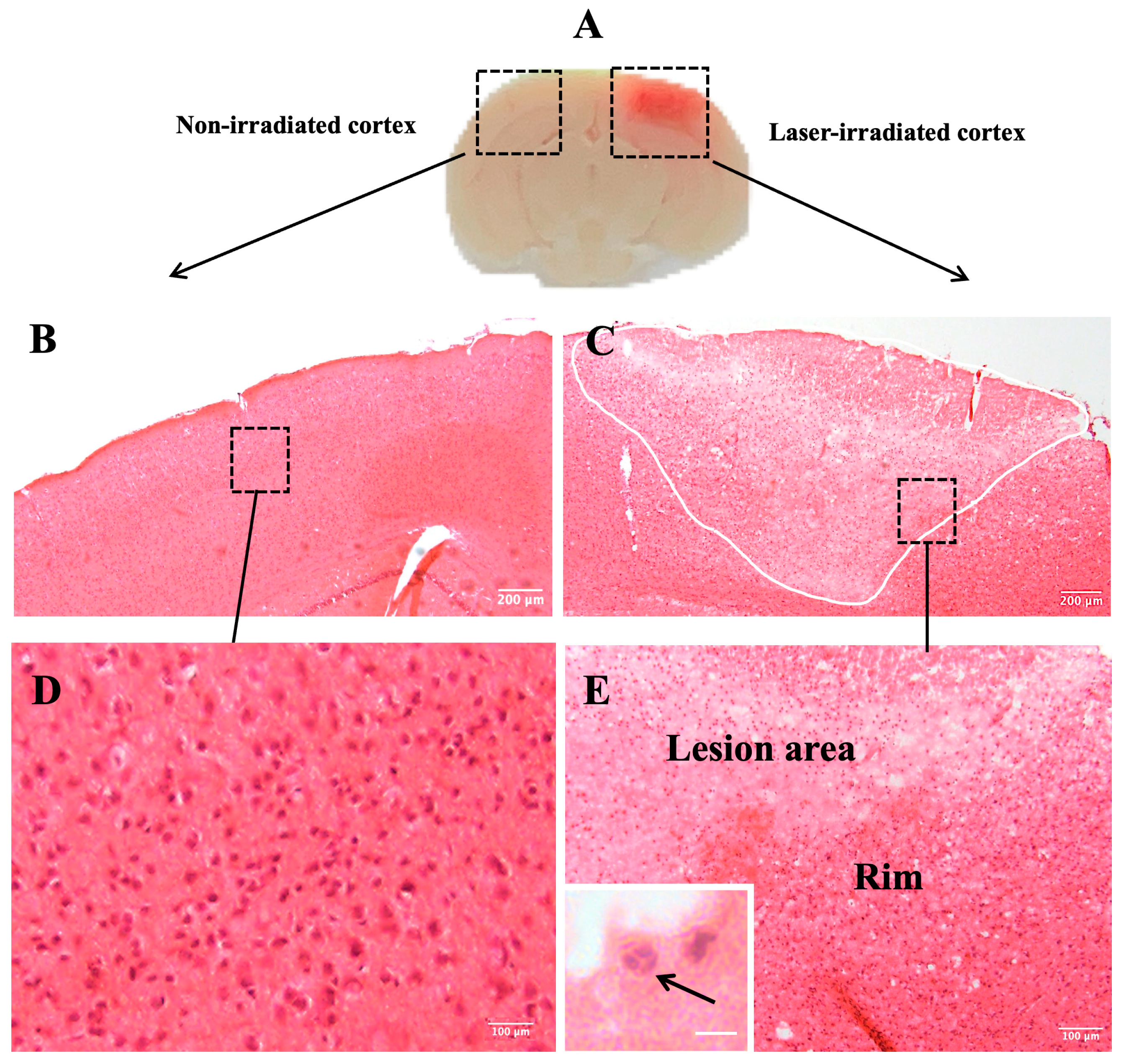 Biomedicines 13 01195 g001