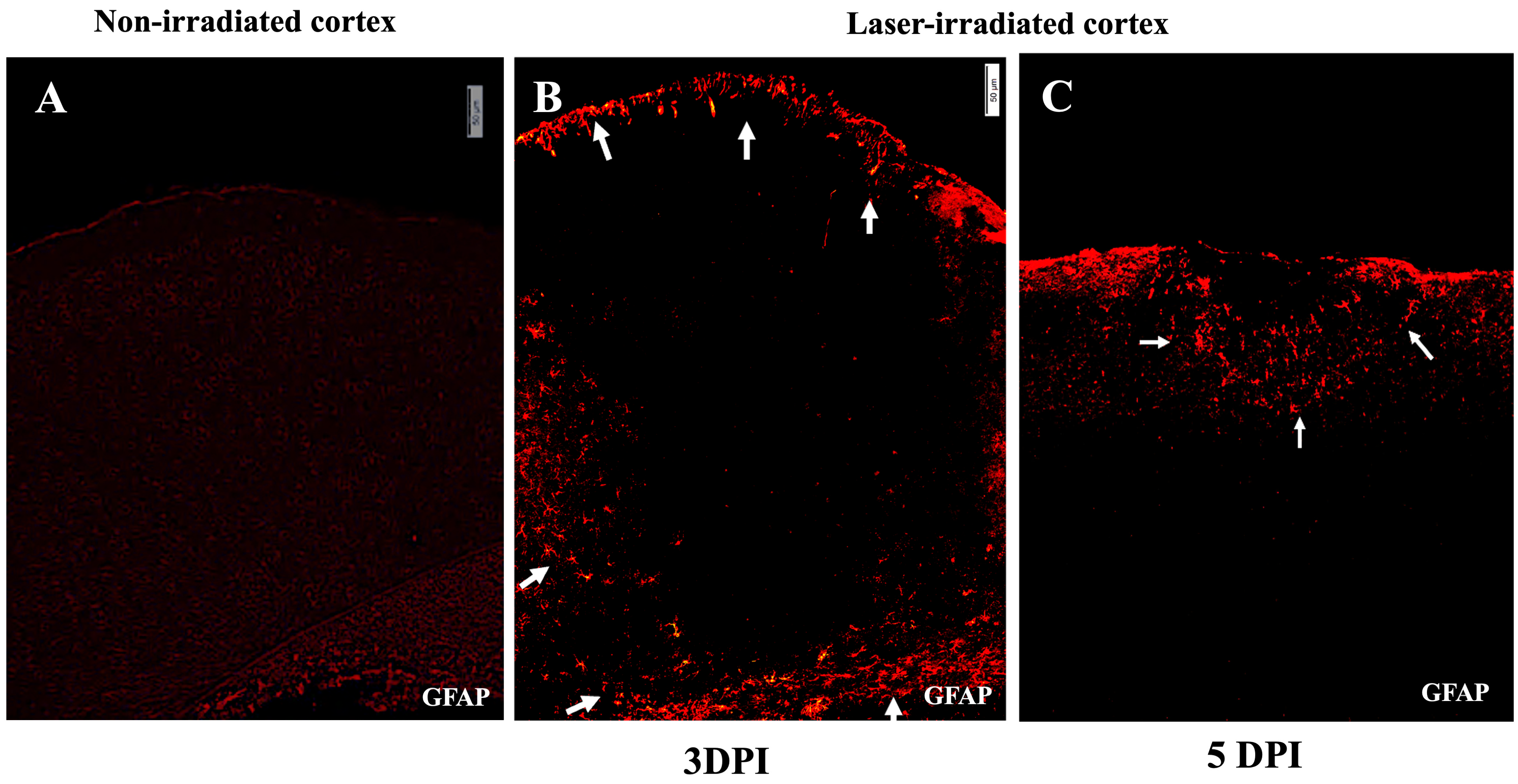 Biomedicines 13 01195 g003