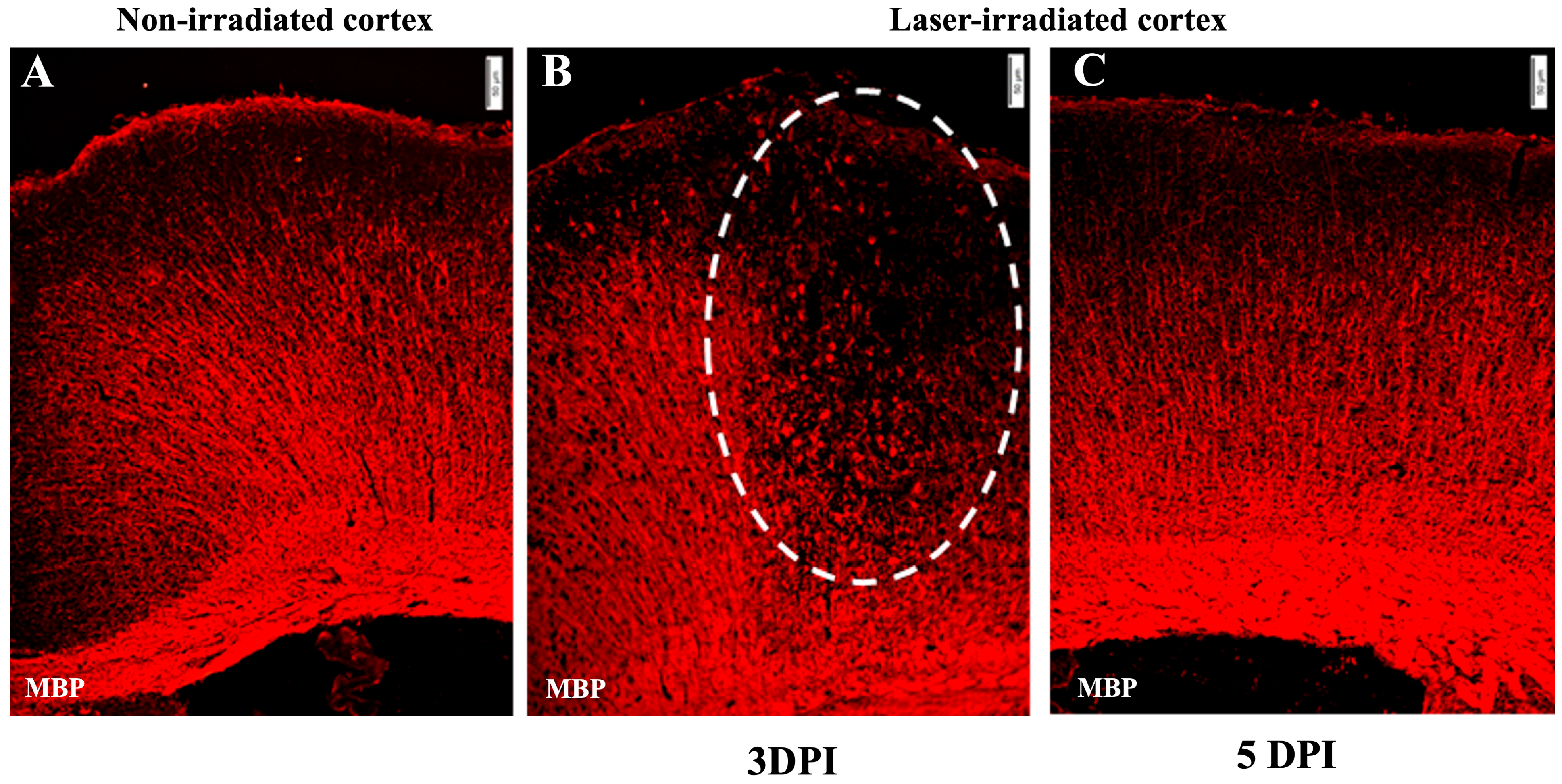 Biomedicines 13 01195 g004
