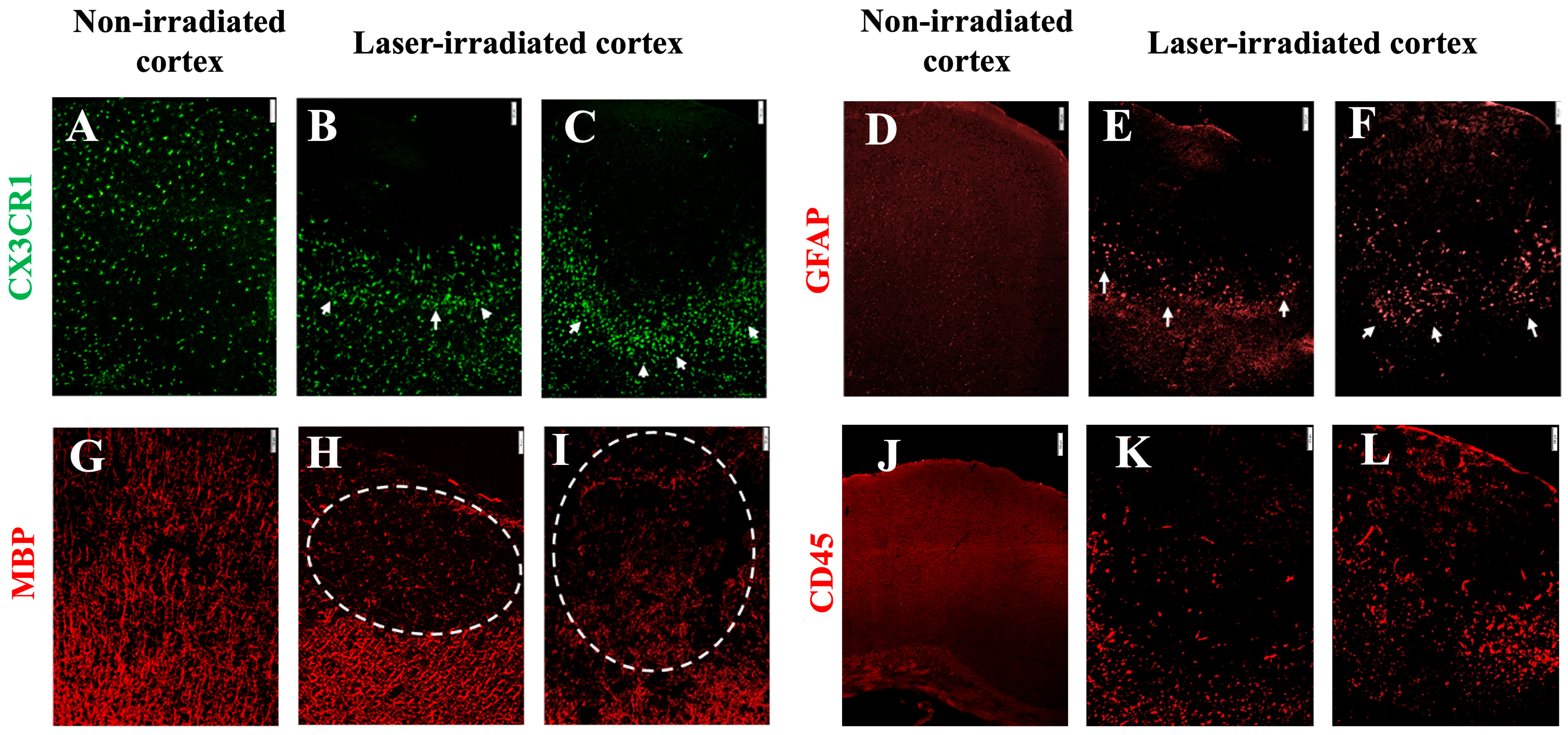 Biomedicines 13 01195 g006