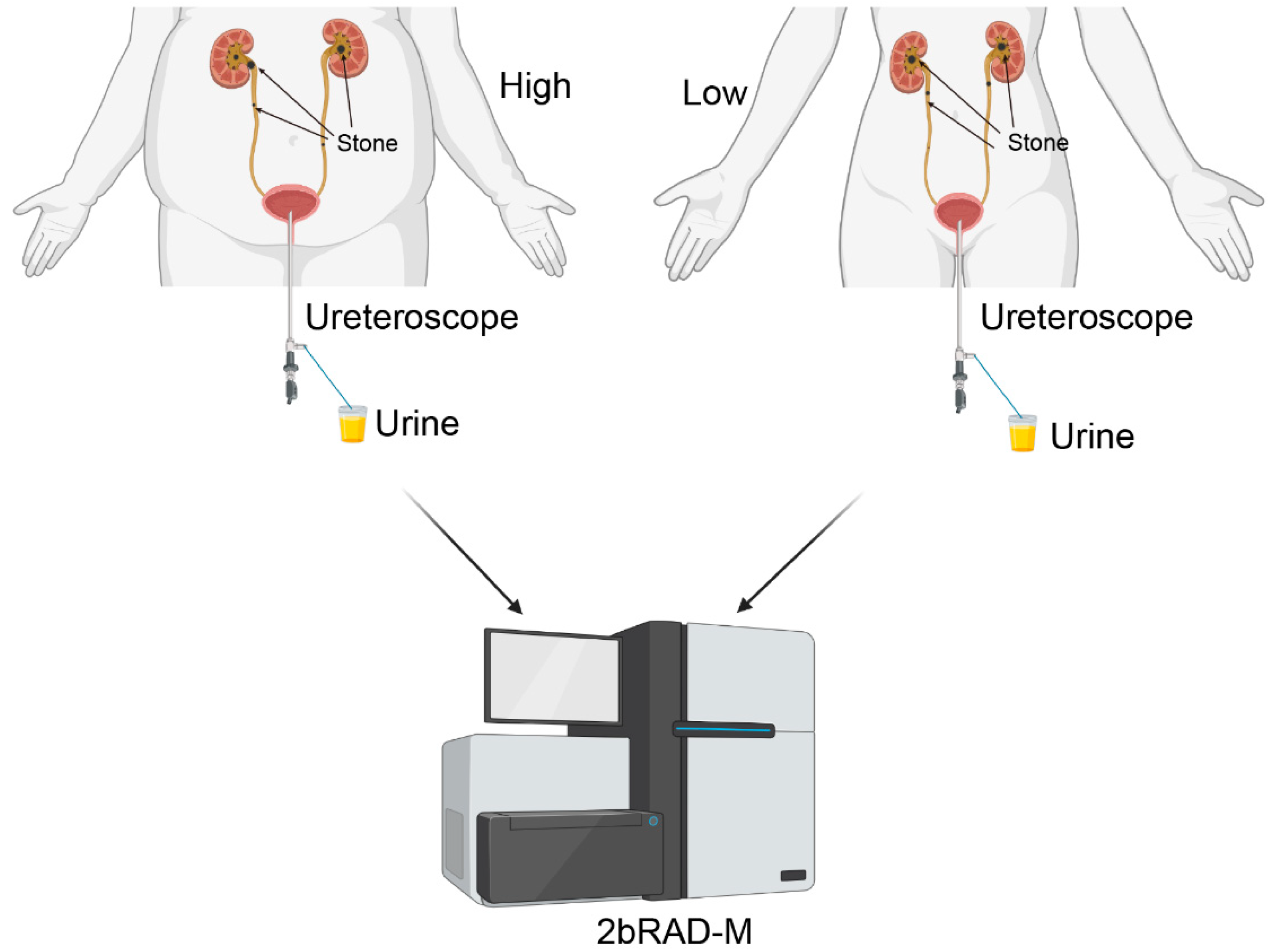 Biomedicines 13 01197 g001