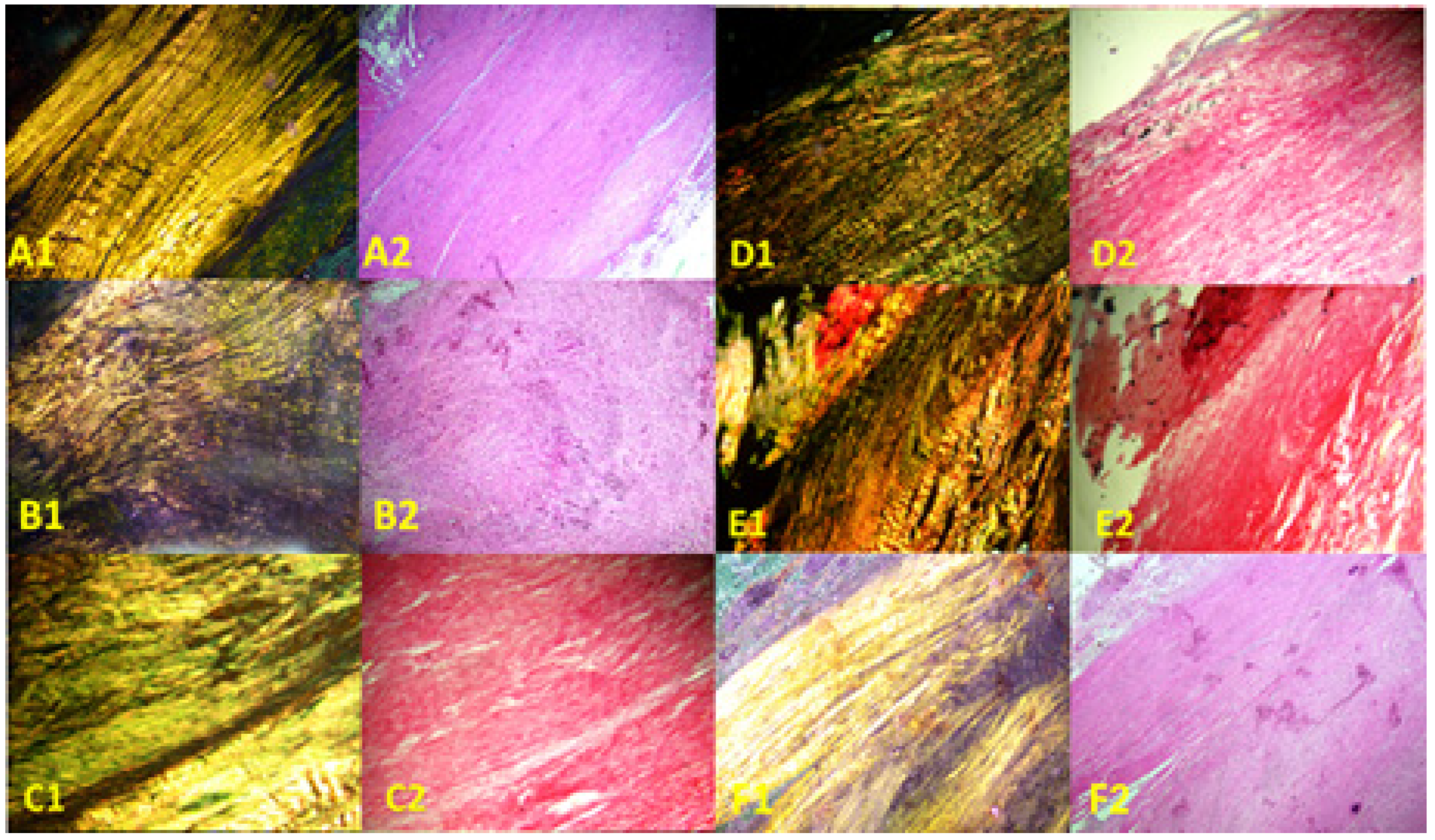 Biomedicines 13 01214 g003