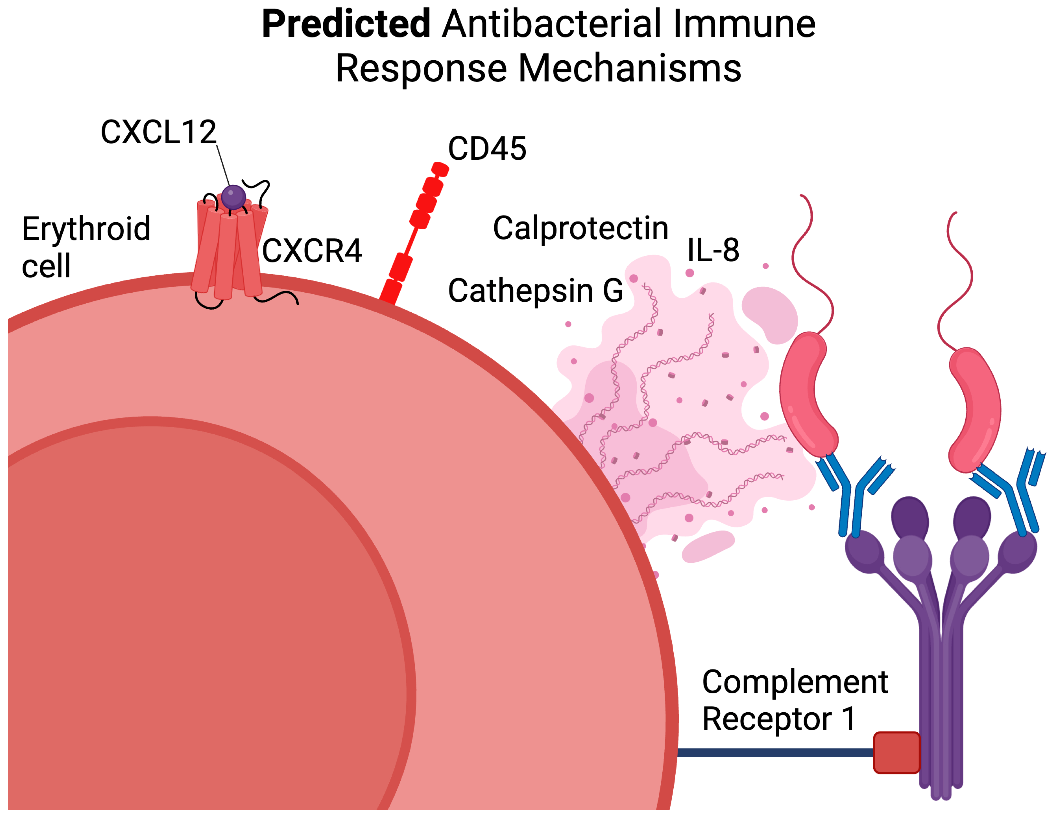 Biomedicines 13 01218 g007 Biomedicines 13 01218 g007