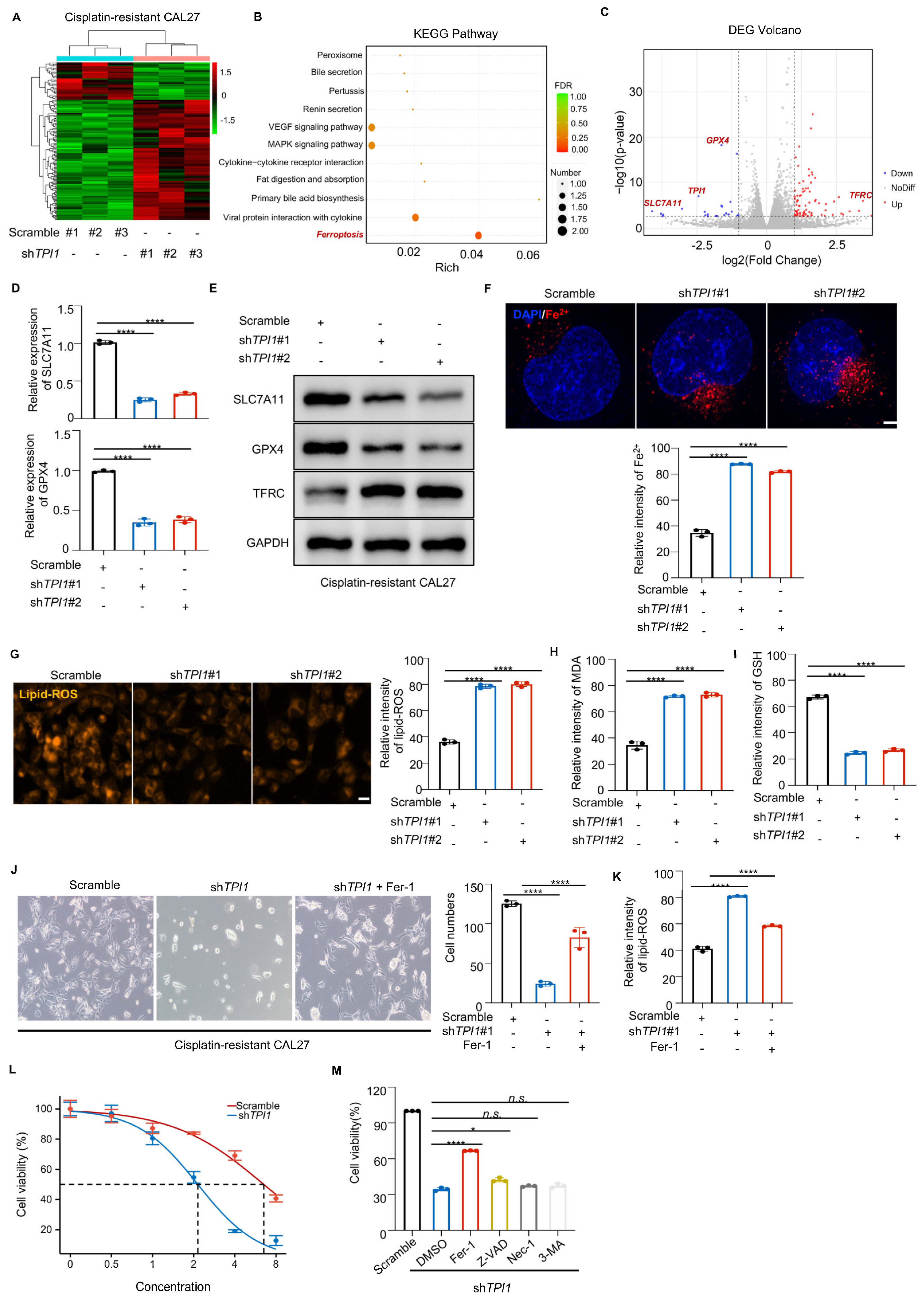 Biomedicines 13 01225 g004 Biomedicines 13 01225 g004