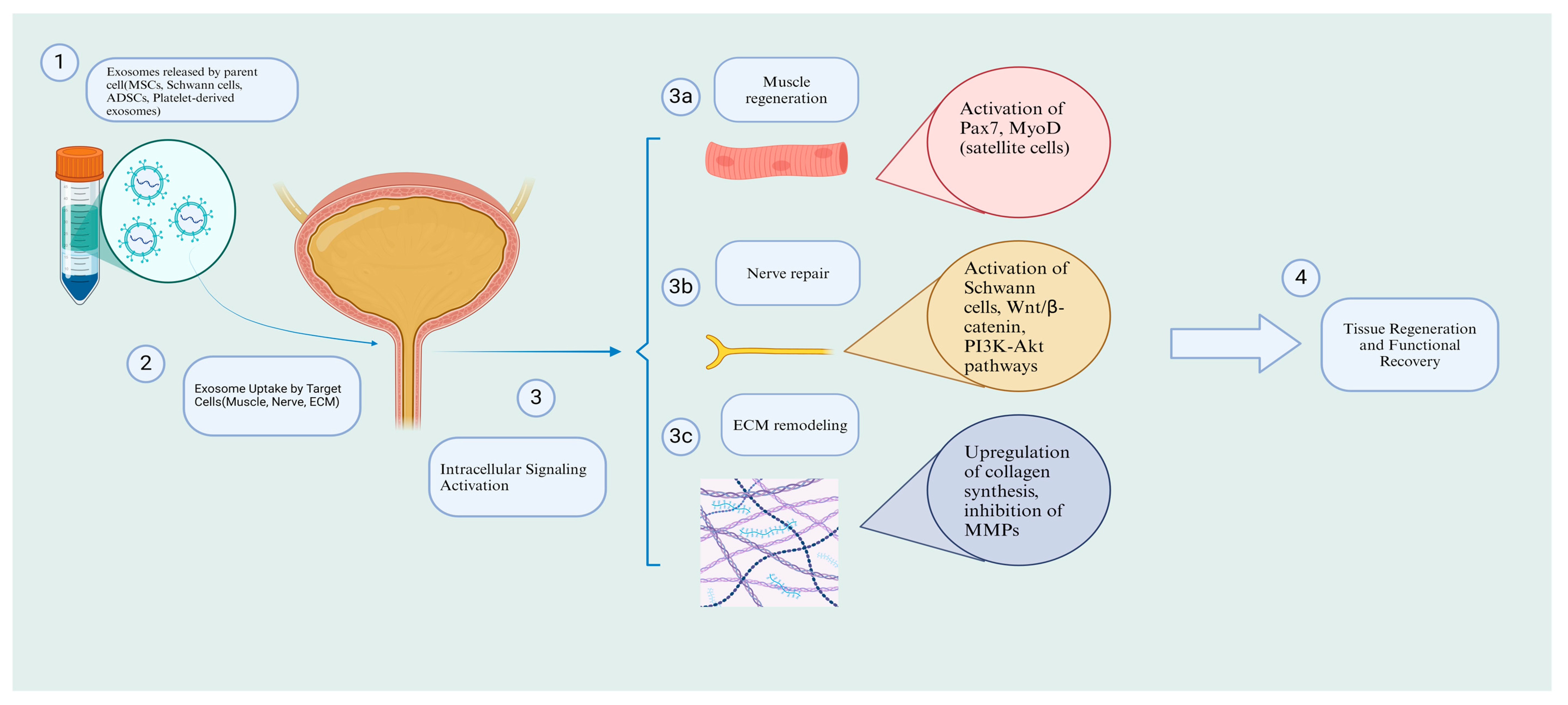 Biomedicines 13 01229 g002