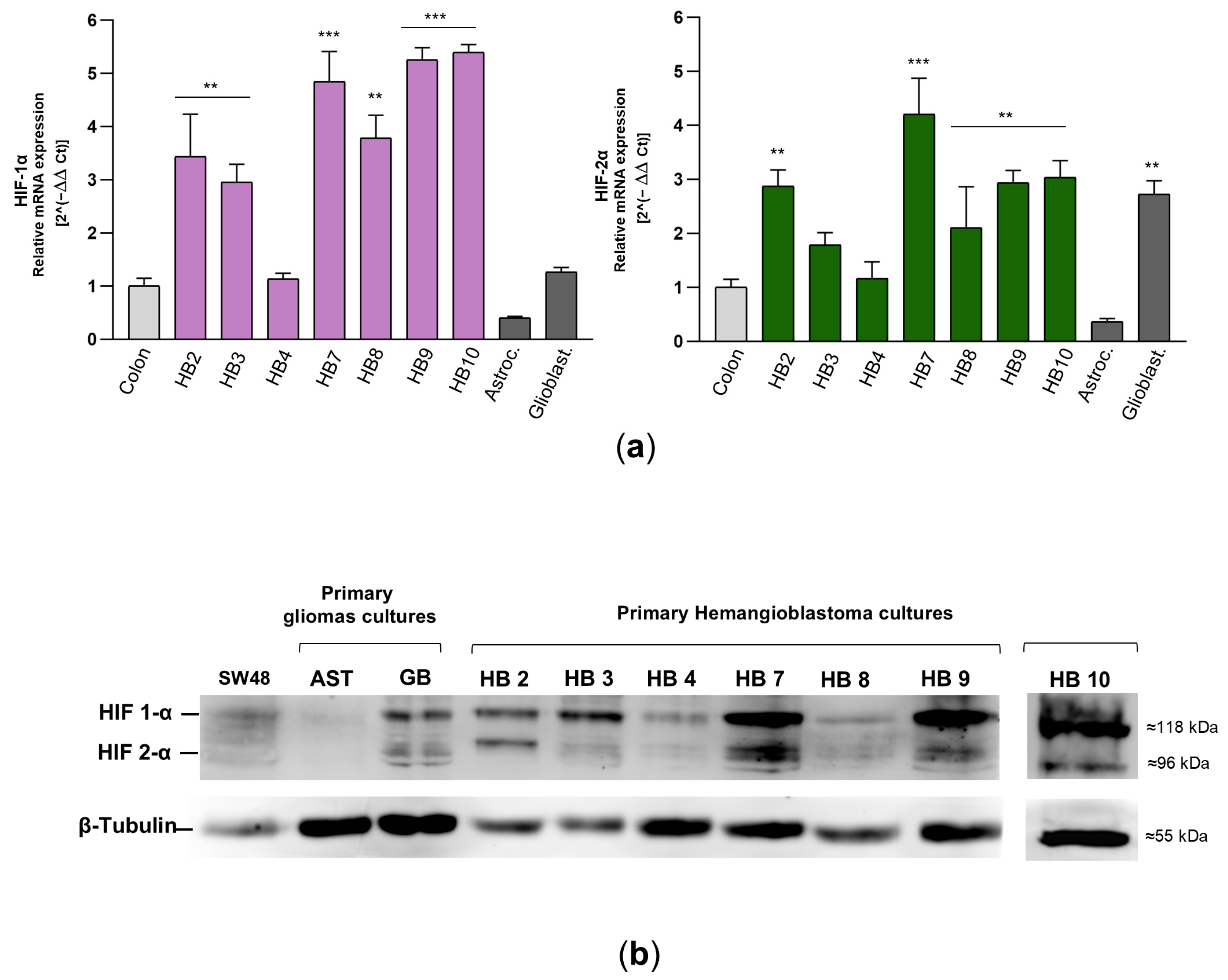 Biomedicines 13 01234 g004 Biomedicines 13 01234 g004