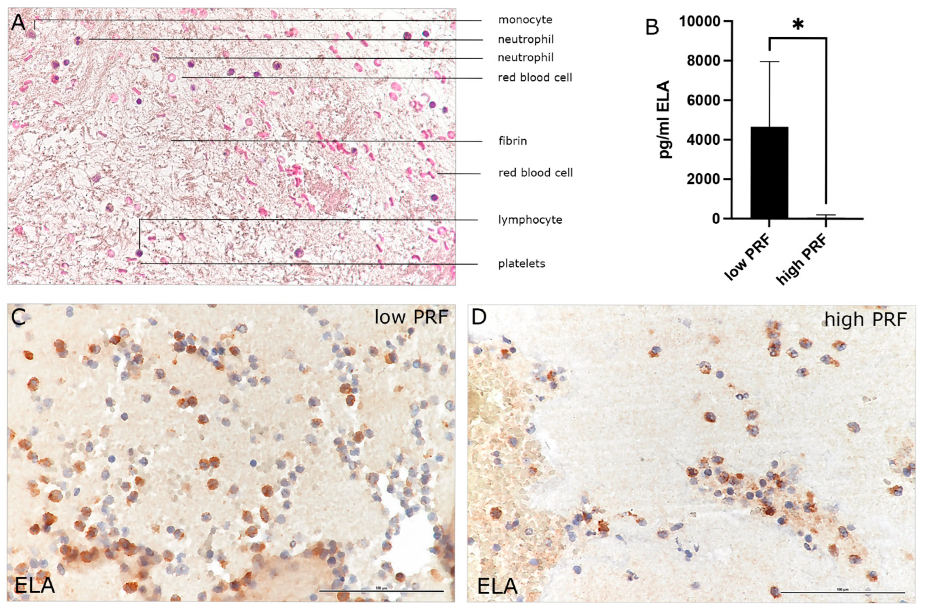 Biomedicines 13 01239 g001