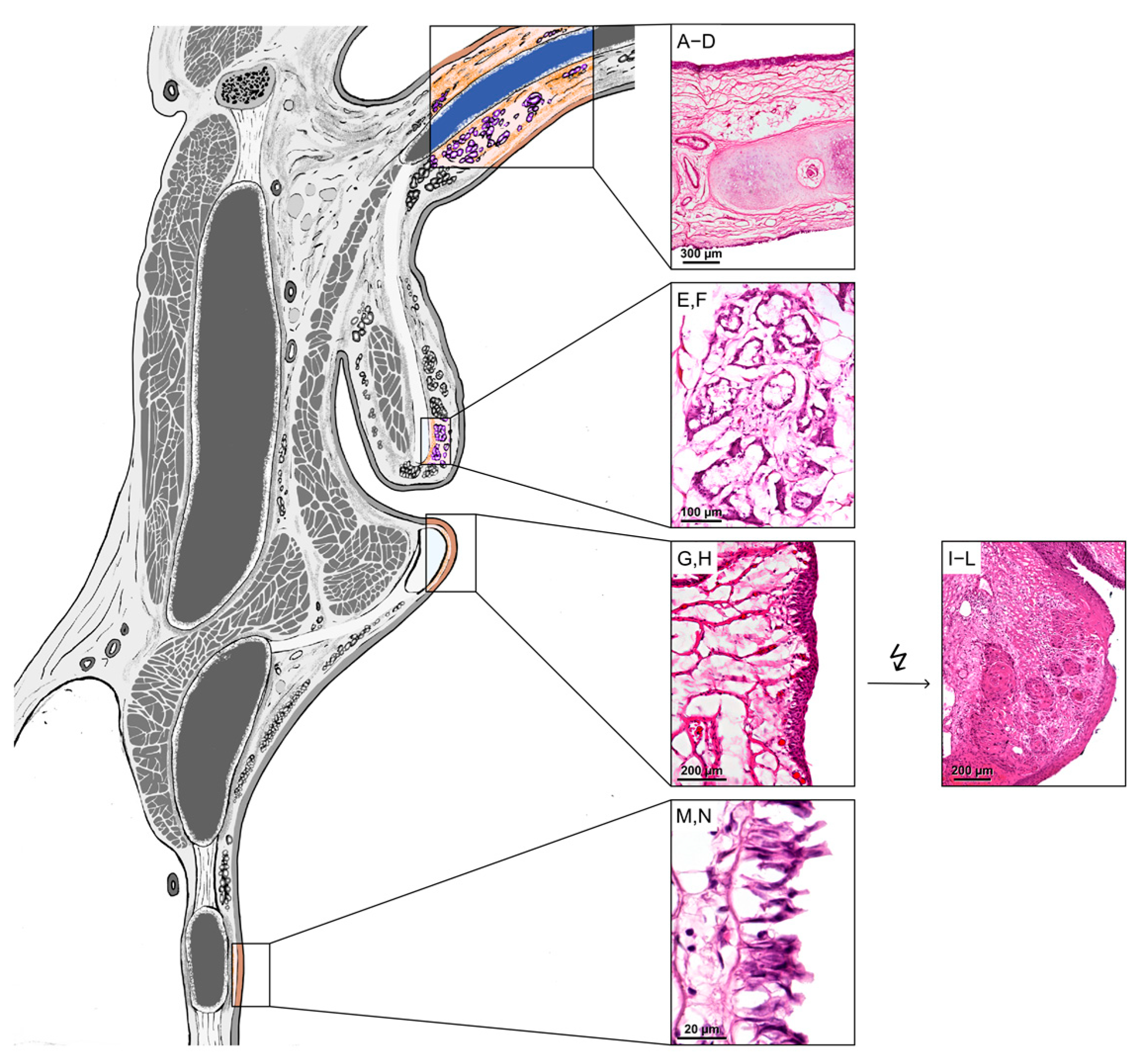Biomedicines 13 01240 g001