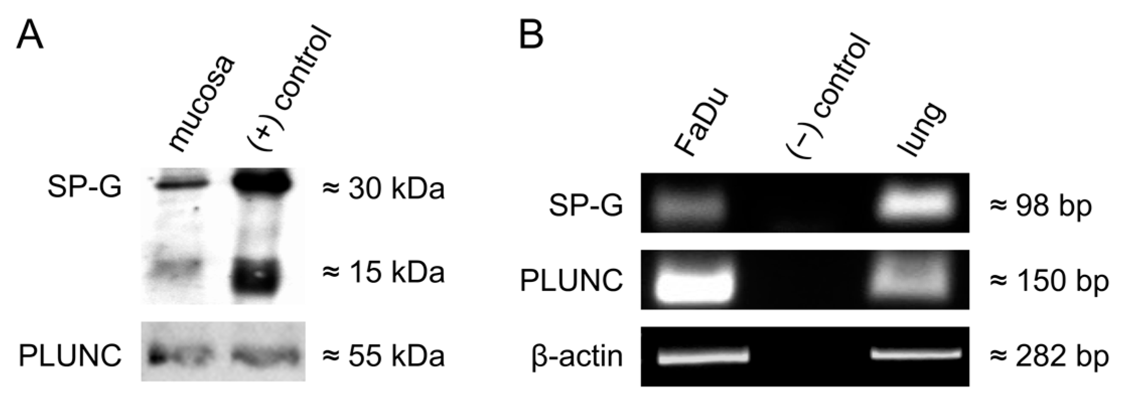 Biomedicines 13 01240 g004
