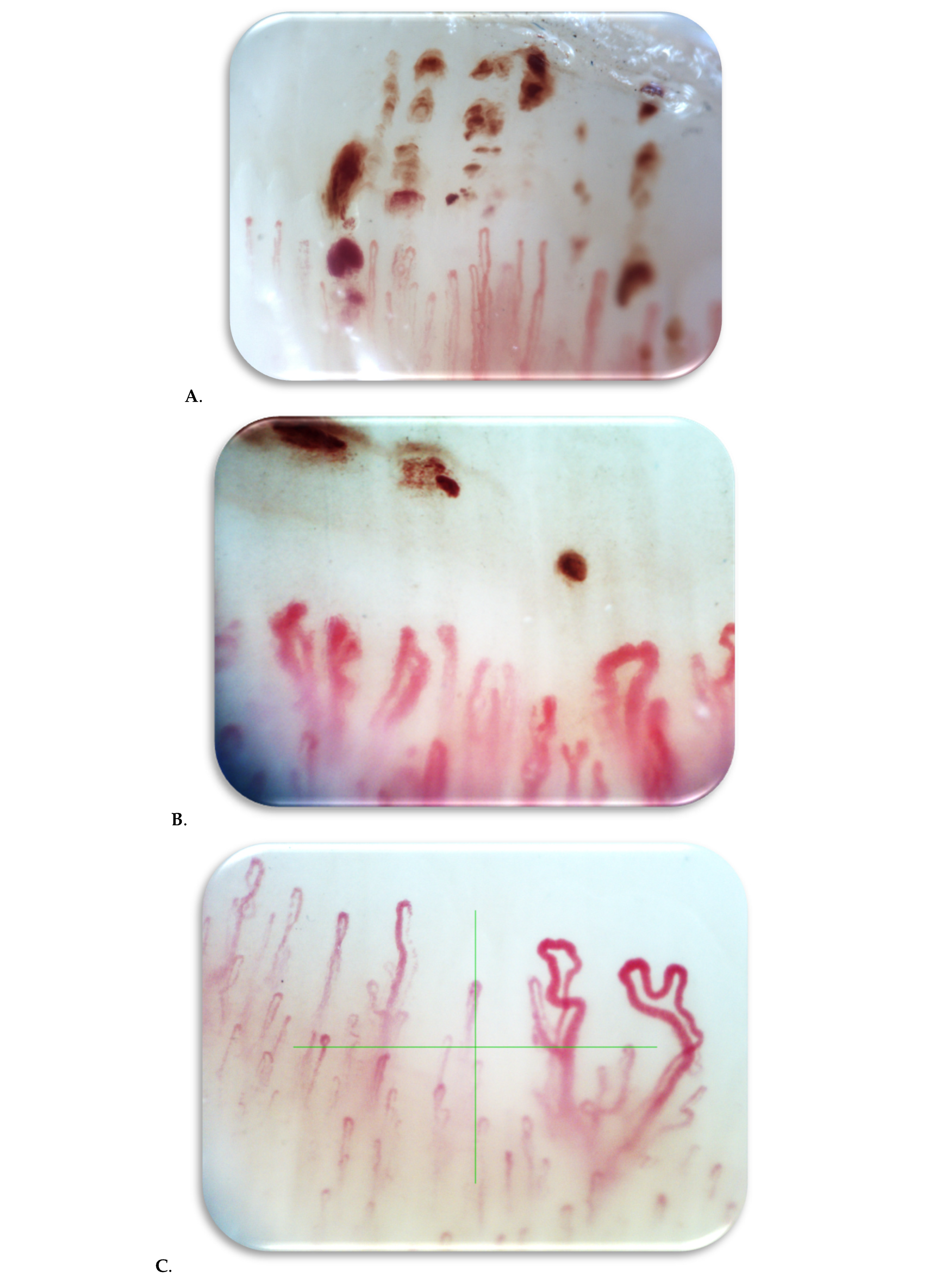 Biomedicines 13 01242 g001b