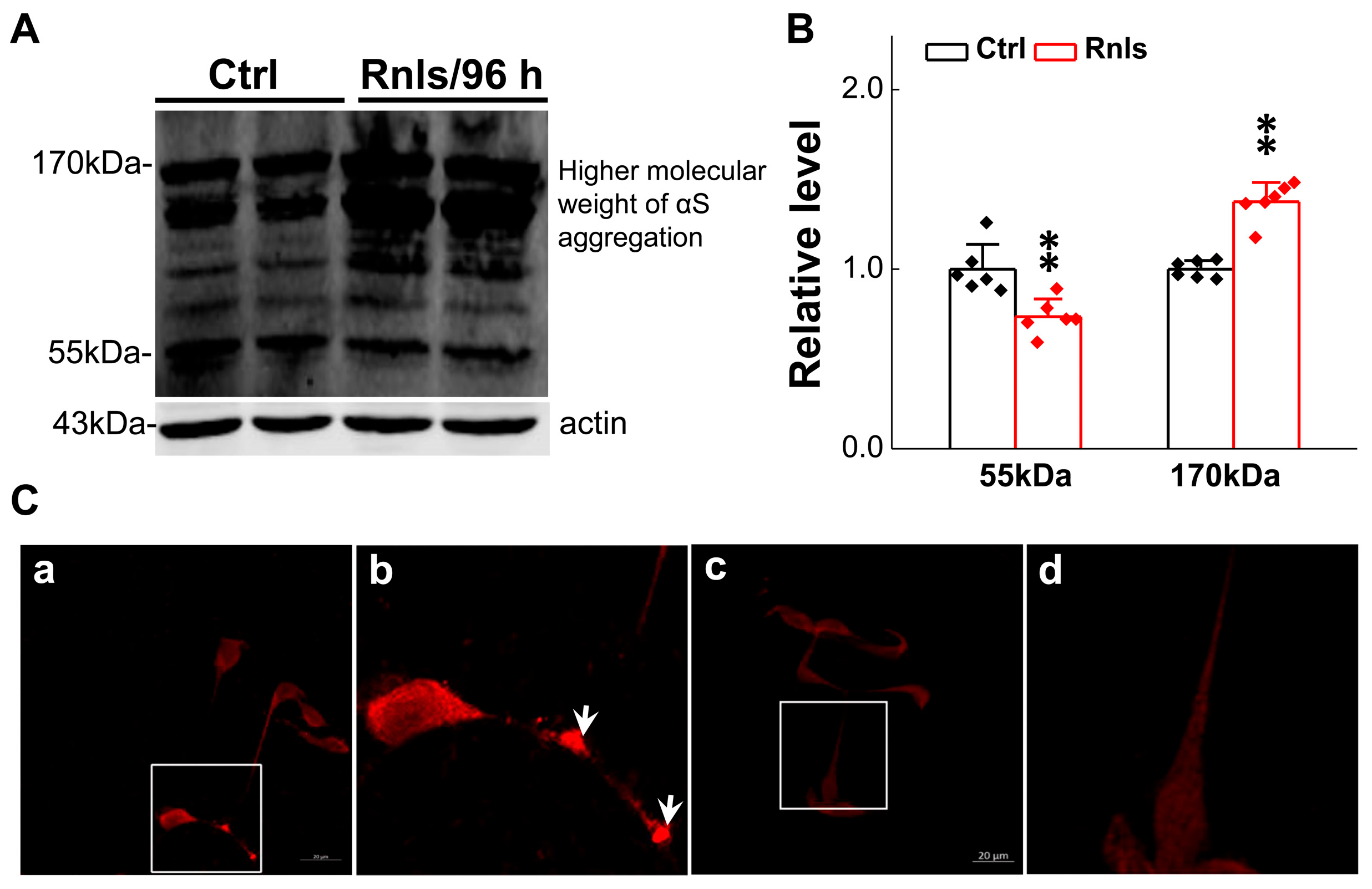 Biomedicines 13 01243 g006