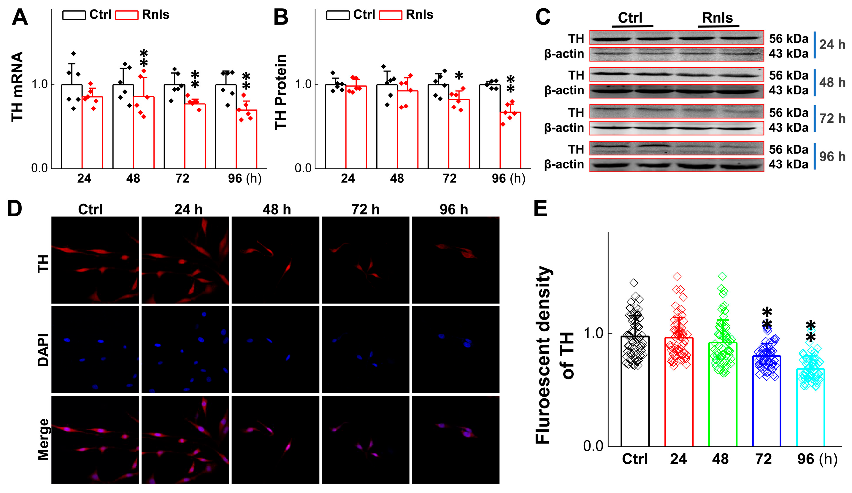 Biomedicines 13 01243 g007