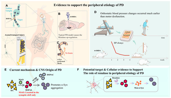 Renalase Overexpression-Mediated Excessive Metabolism of