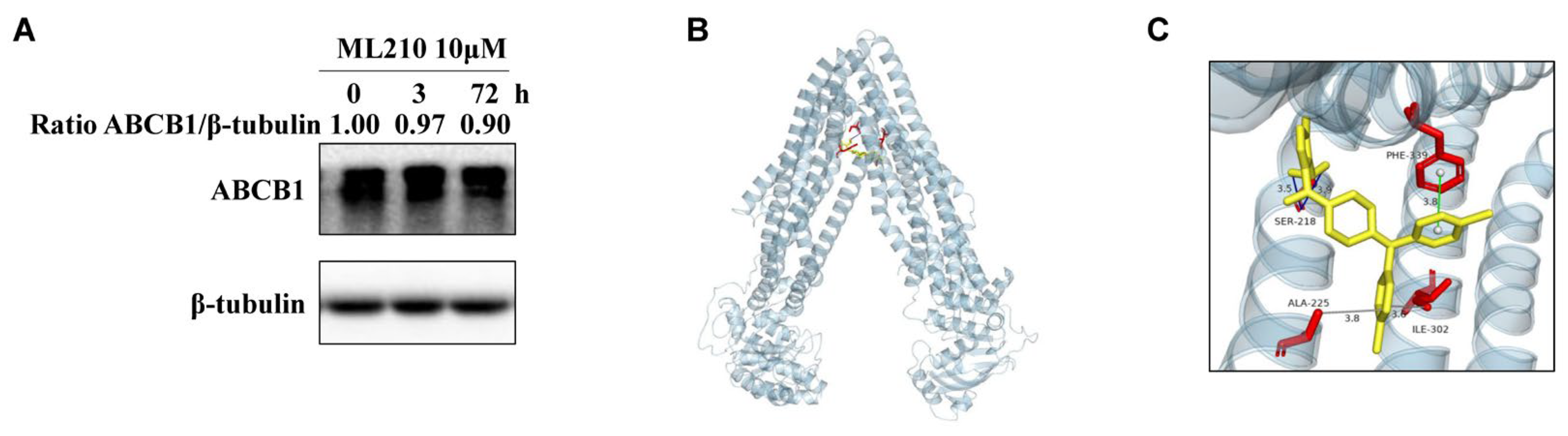 Biomedicines 13 01245 g004