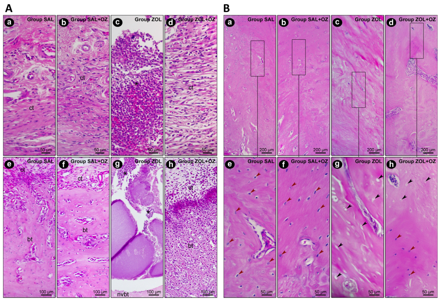 Biomedicines 13 01248 g002