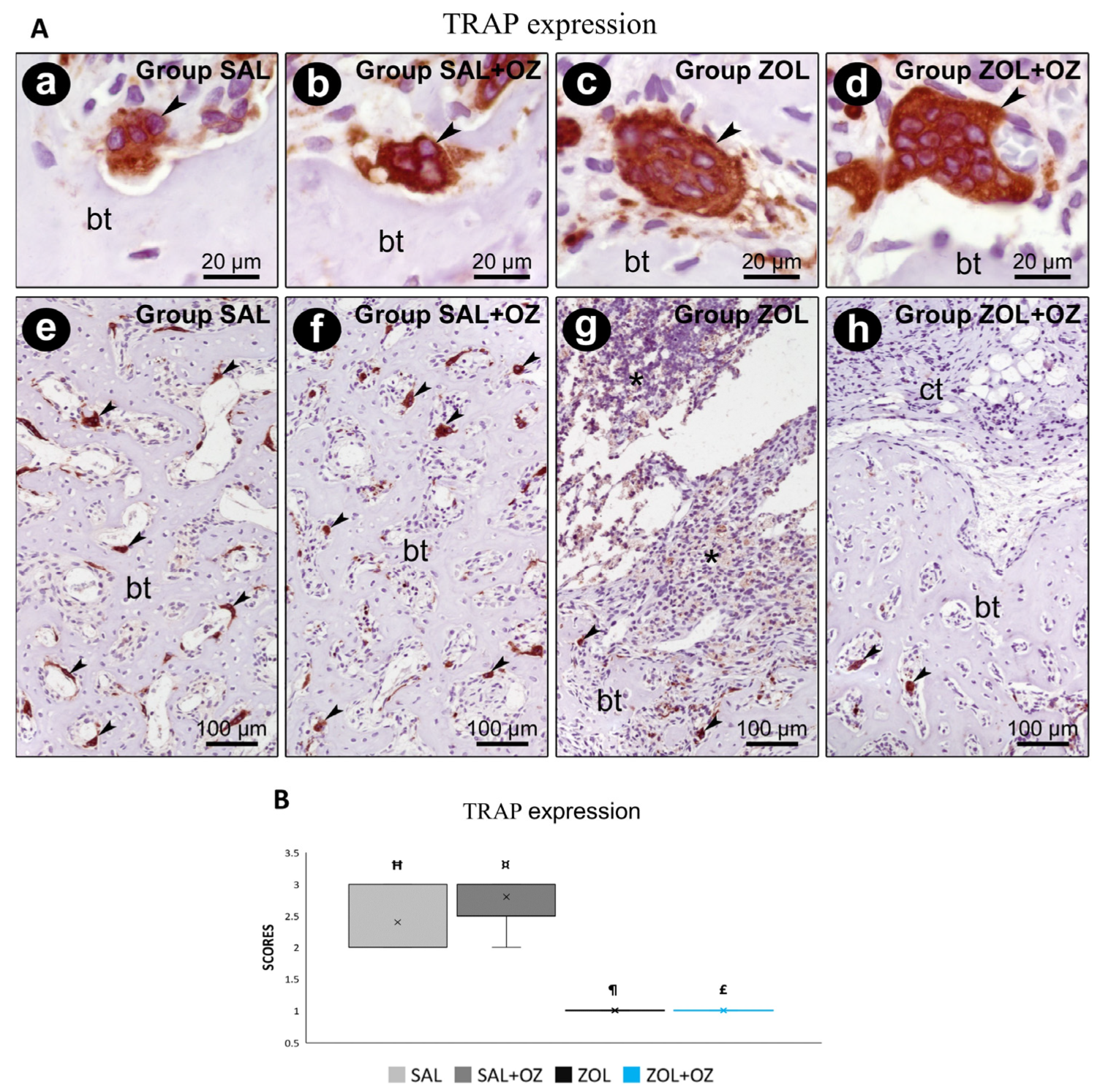Biomedicines 13 01248 g006