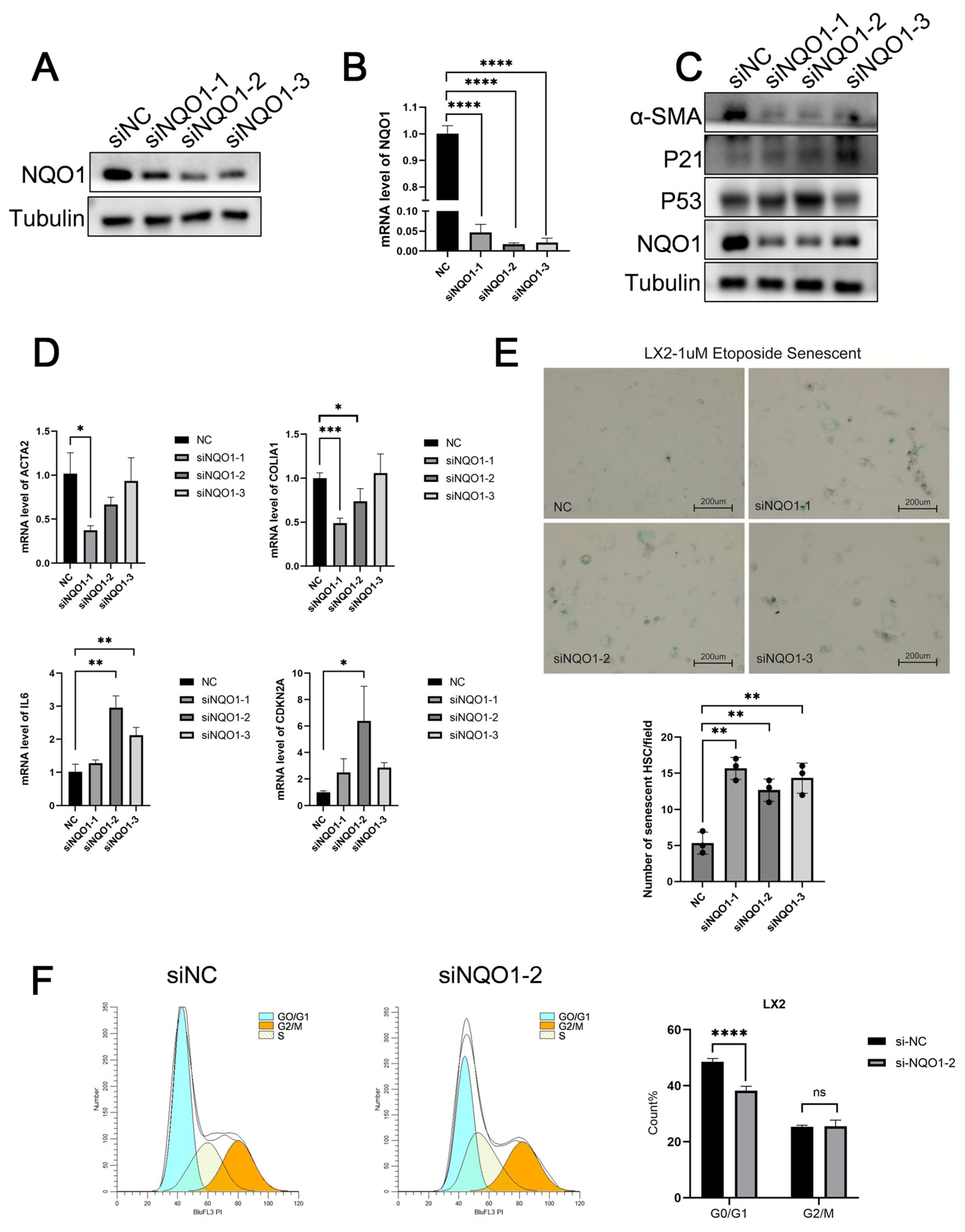 Biomedicines 13 01249 g006