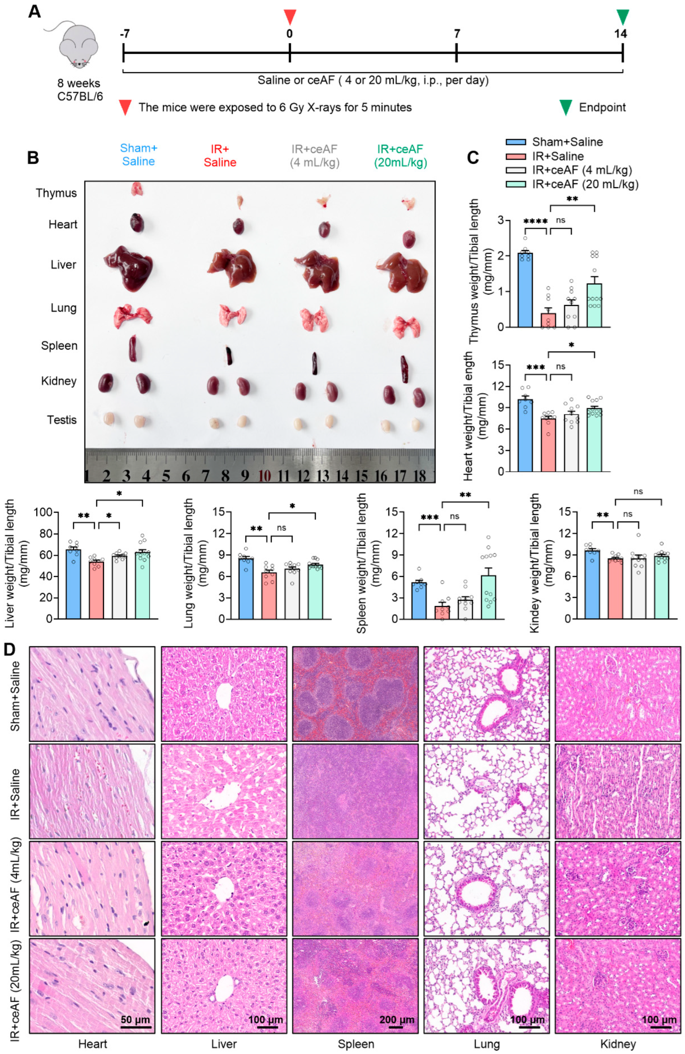Biomedicines 13 01253 g003