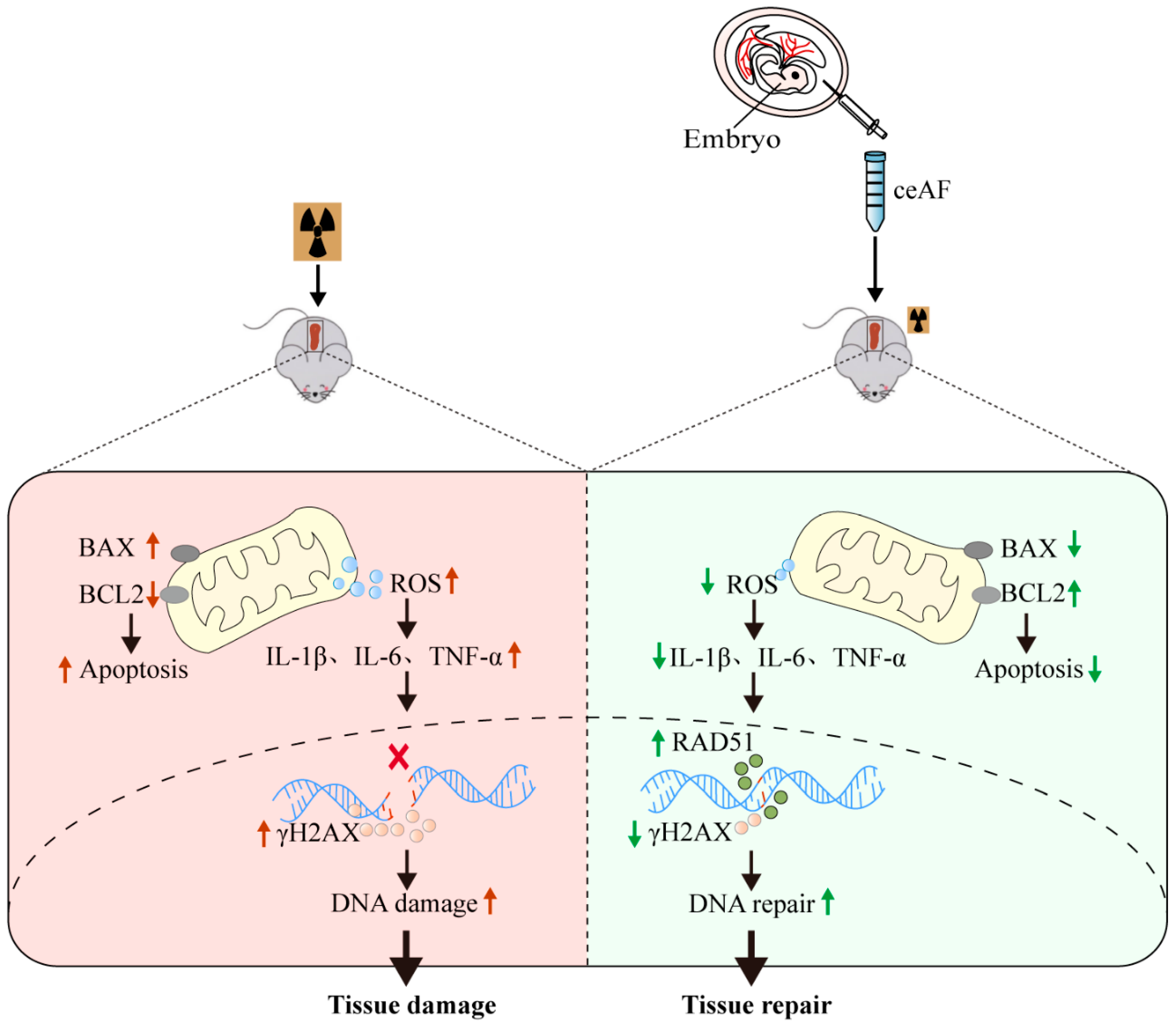 Biomedicines 13 01253 g007