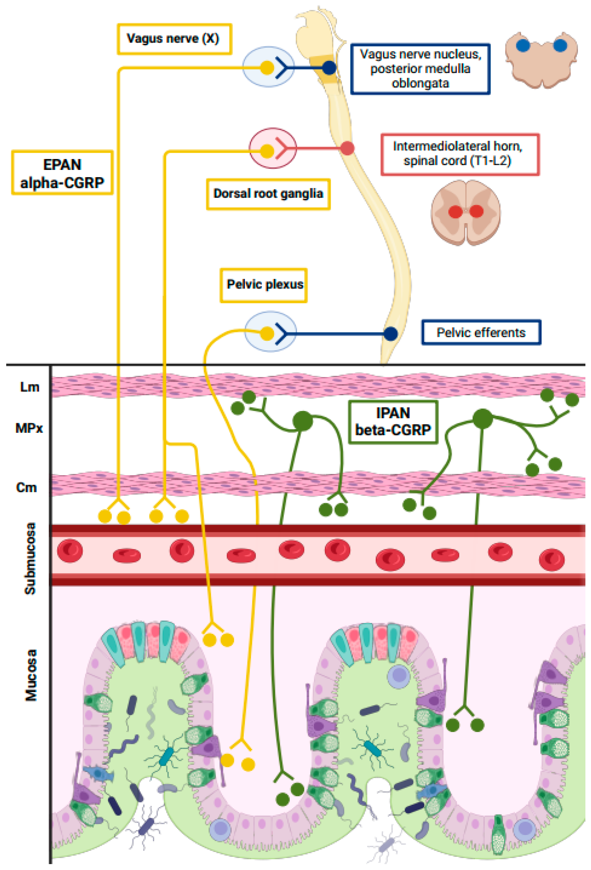 Biomedicines 13 01254 g001