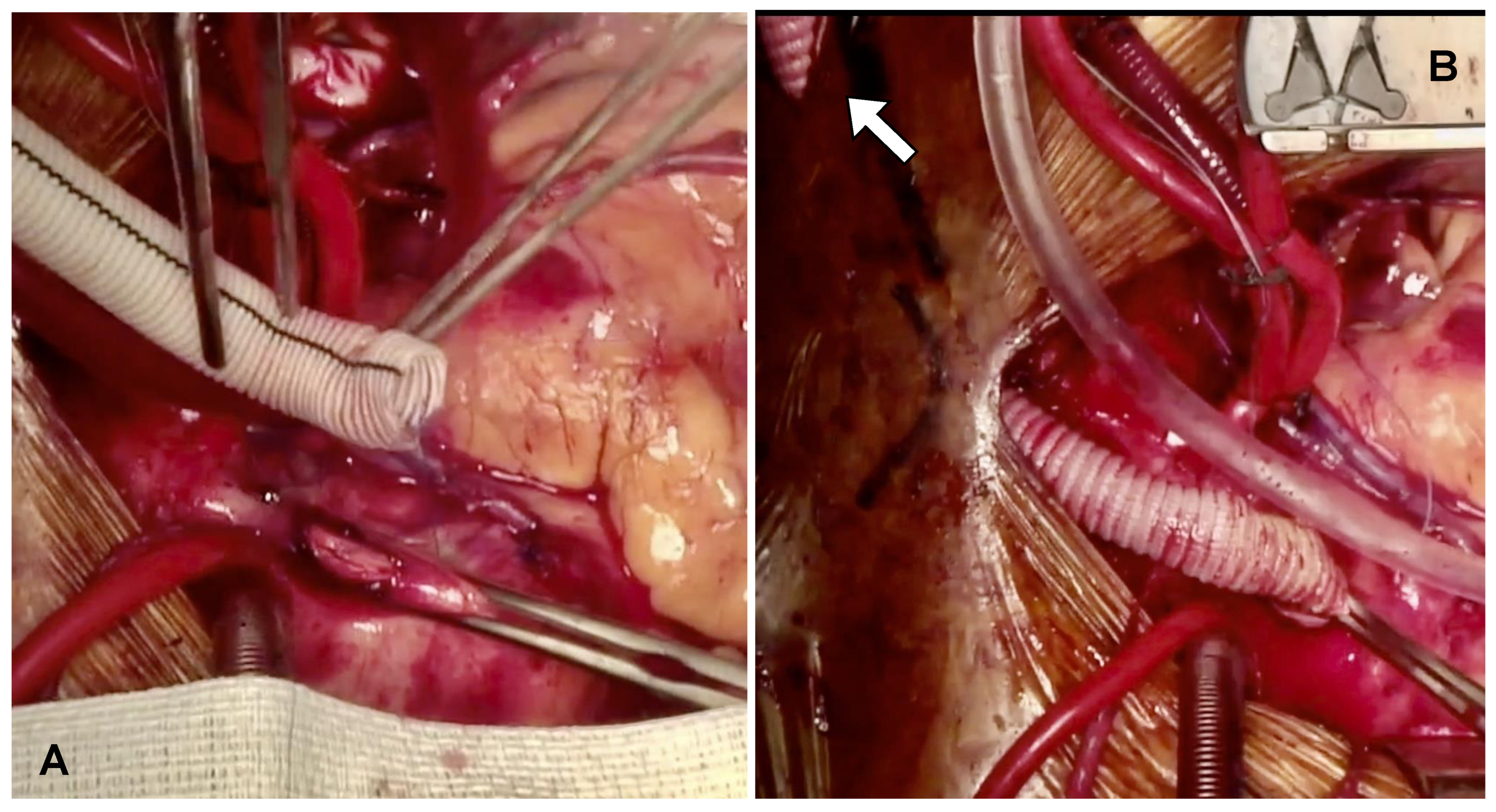 Biomedicines 13 01259 g001