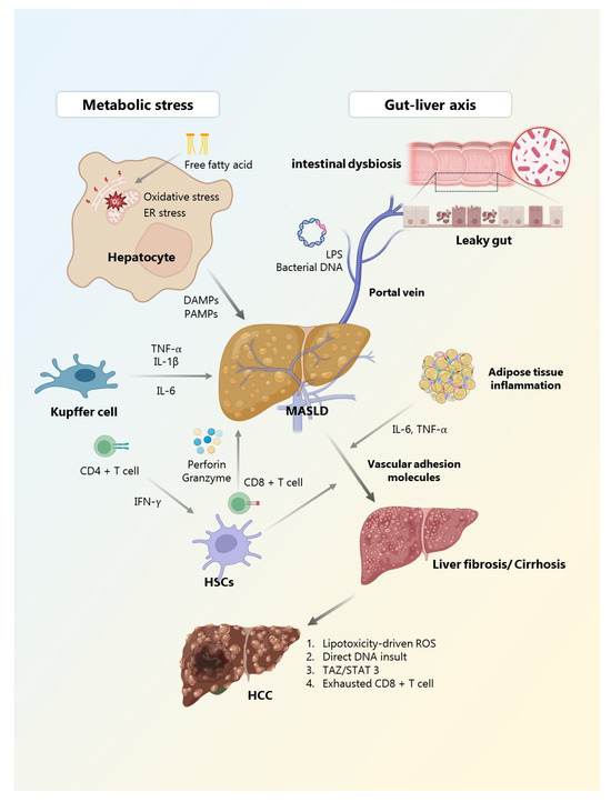 Chronic Inflammation and Immune Dysregulation in Metabolic