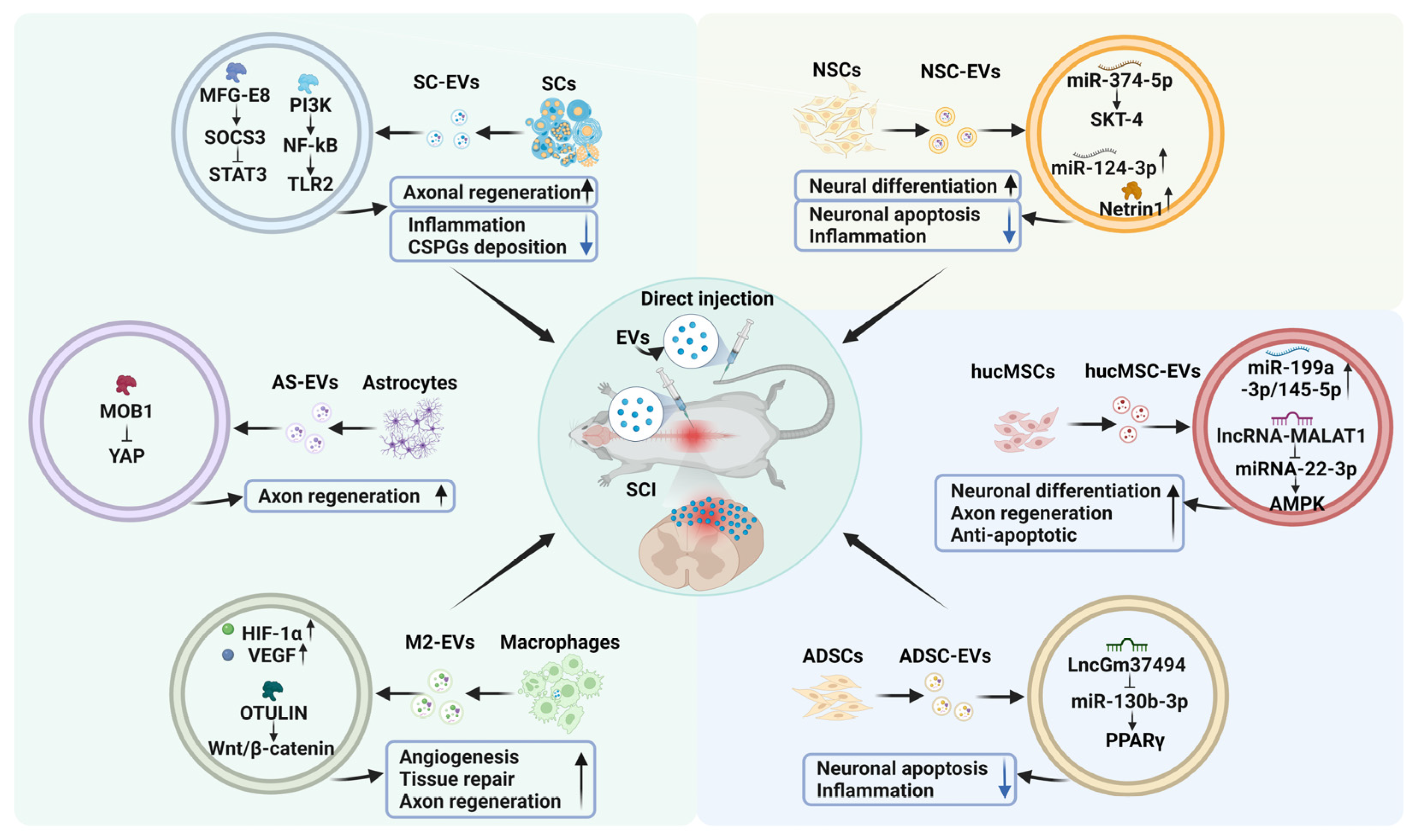Biomedicines 13 01262 g002