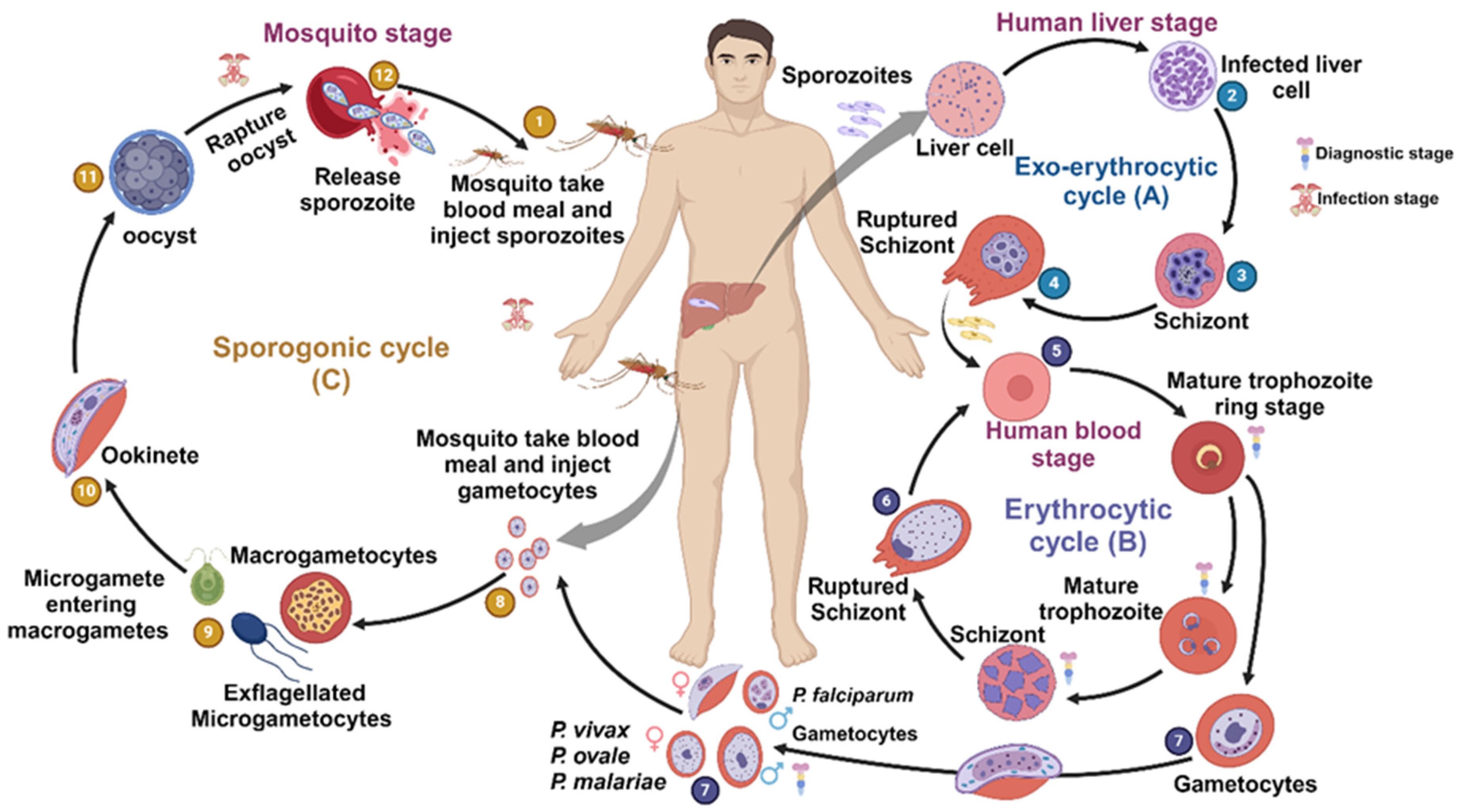 Biomedicines 13 01270 g001