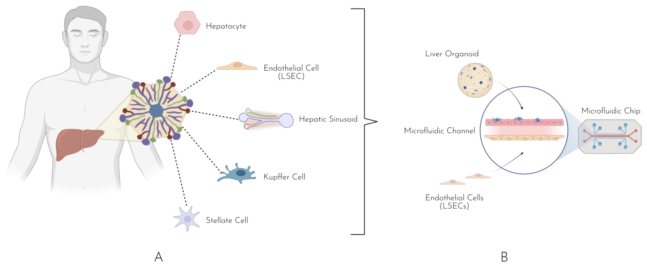 Biomedicines 13 01272 g001