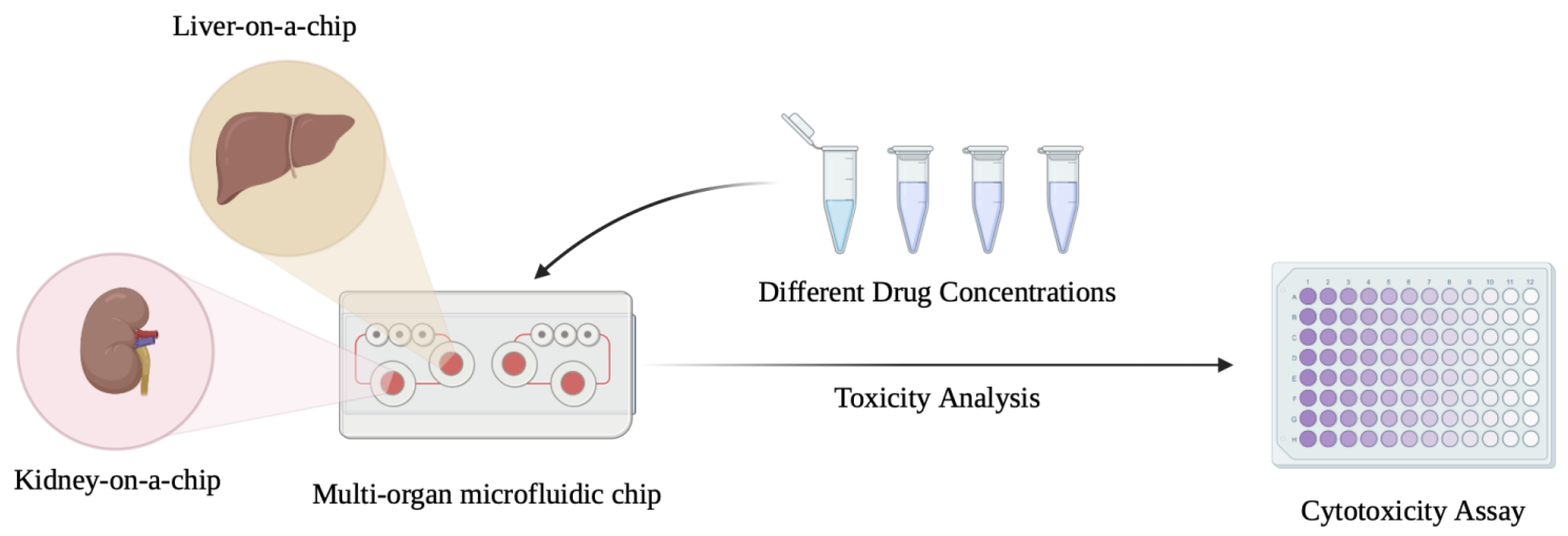 Biomedicines 13 01272 g004