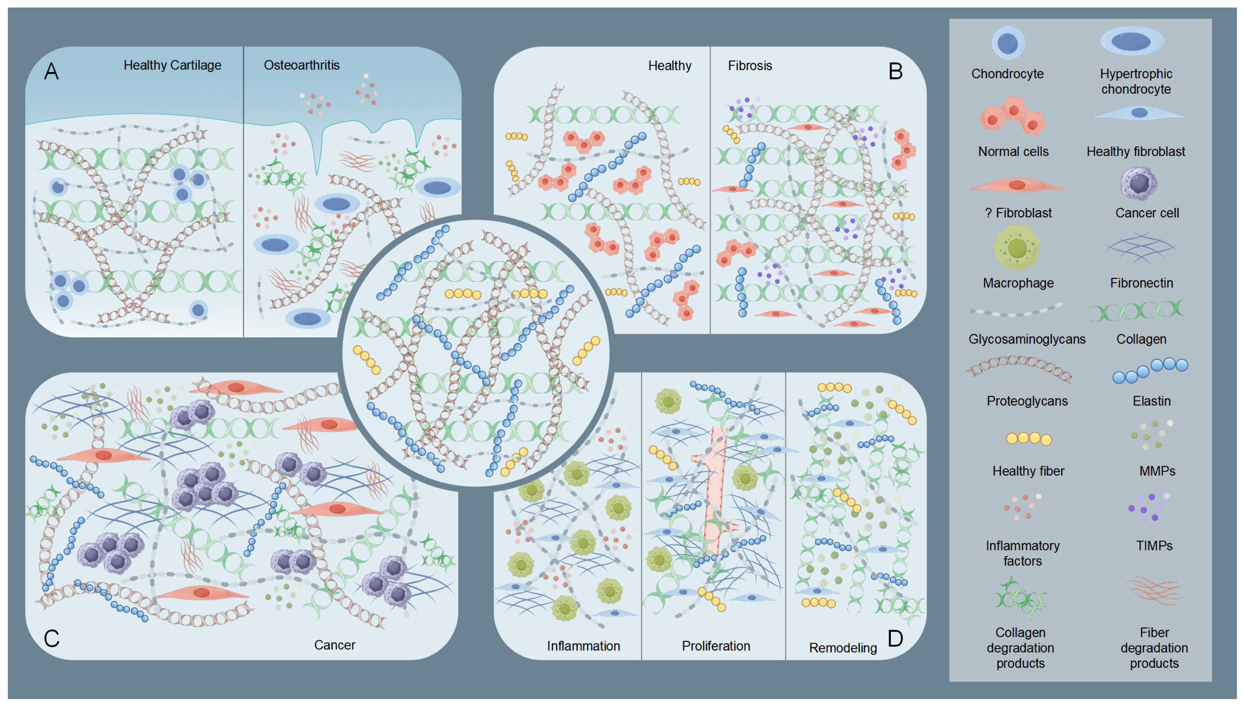 Biomedicines 13 01282 g002 Biomedicines 13 01282 g002